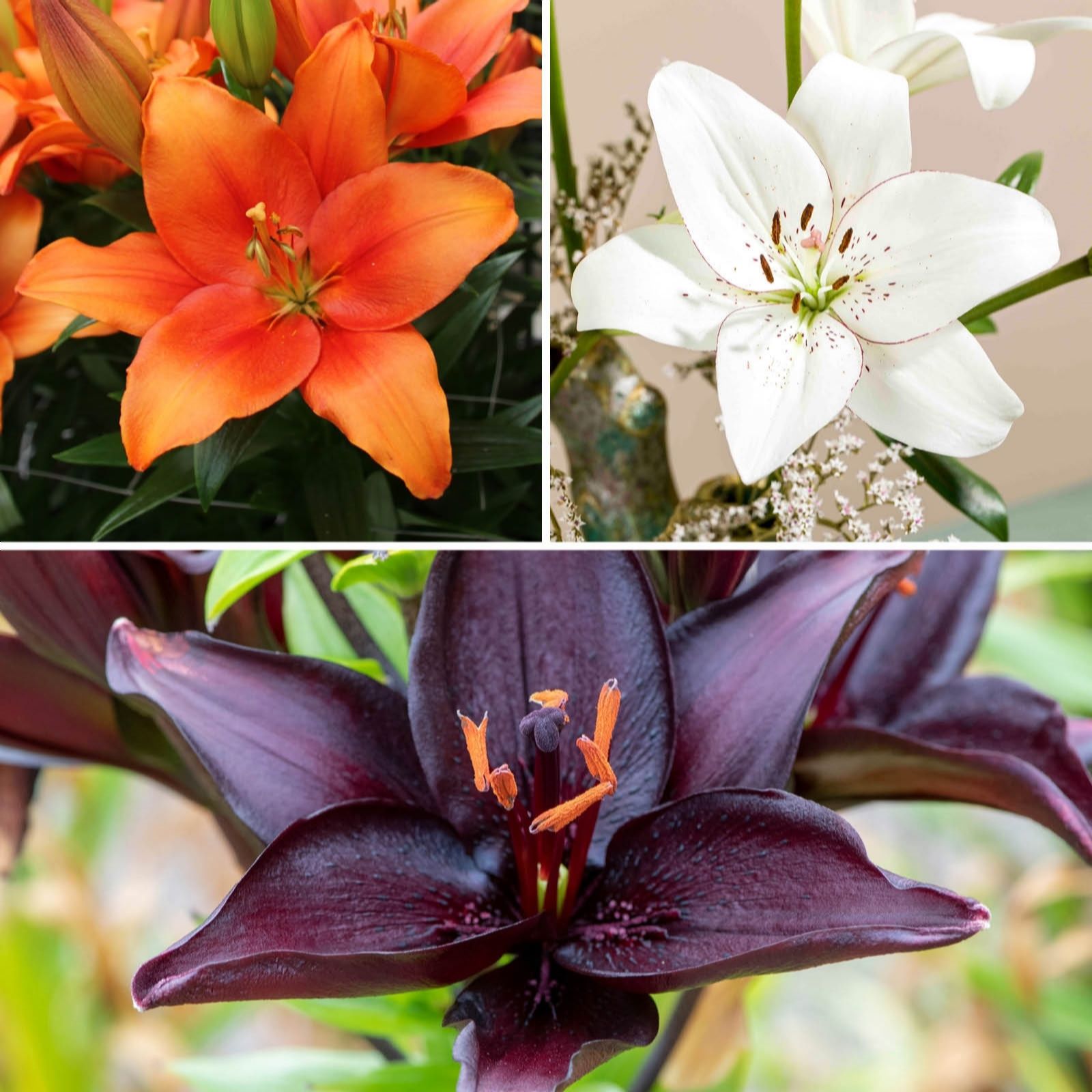 YouGarden Triluna Lily 32 Bulb Collection
