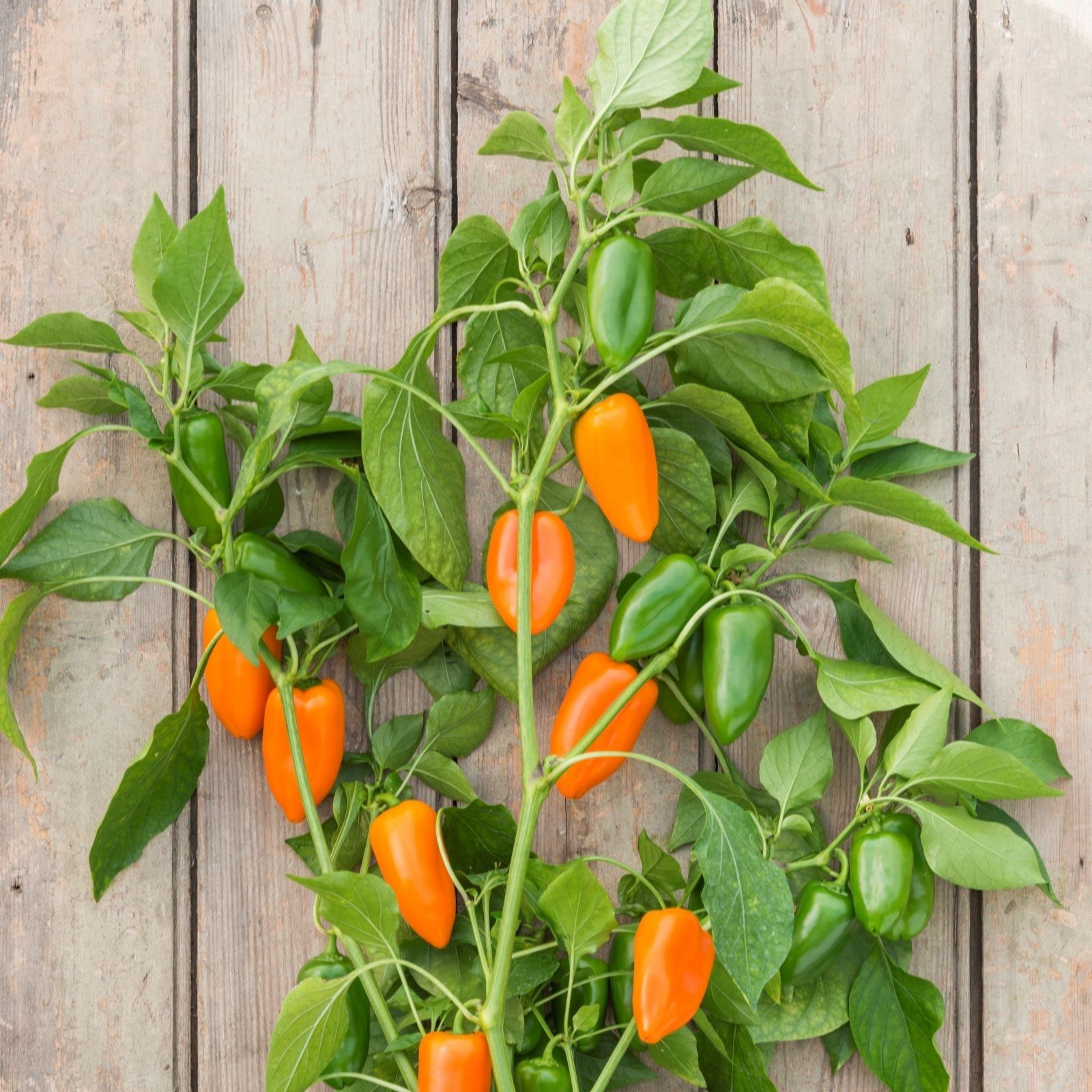 Thompson & Morgan Pepper (Sweet) Hamik Orange Patio Pot Kit