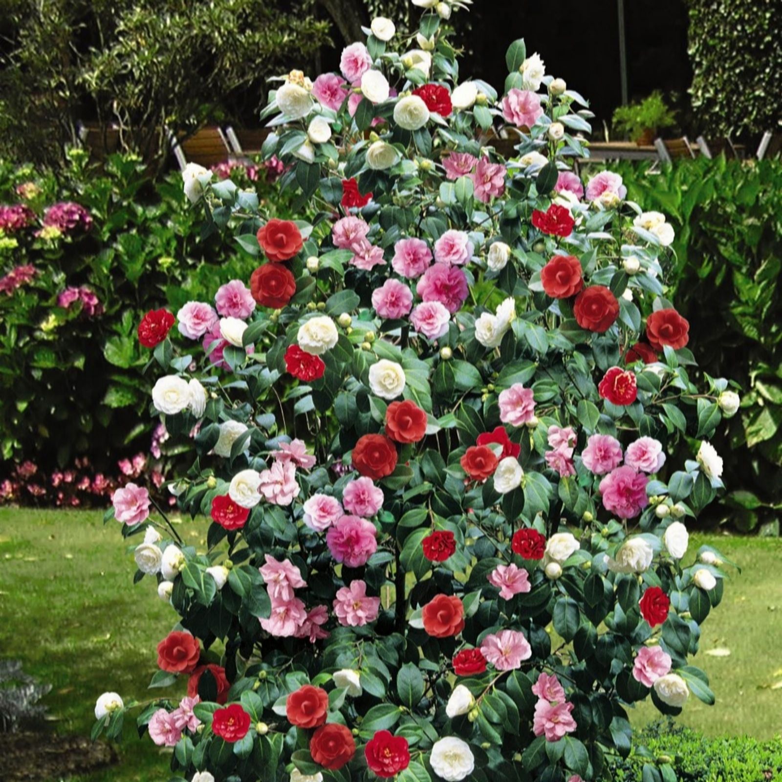 Thompson & Morgan Camellia Tricolour 15cm Pot x 1