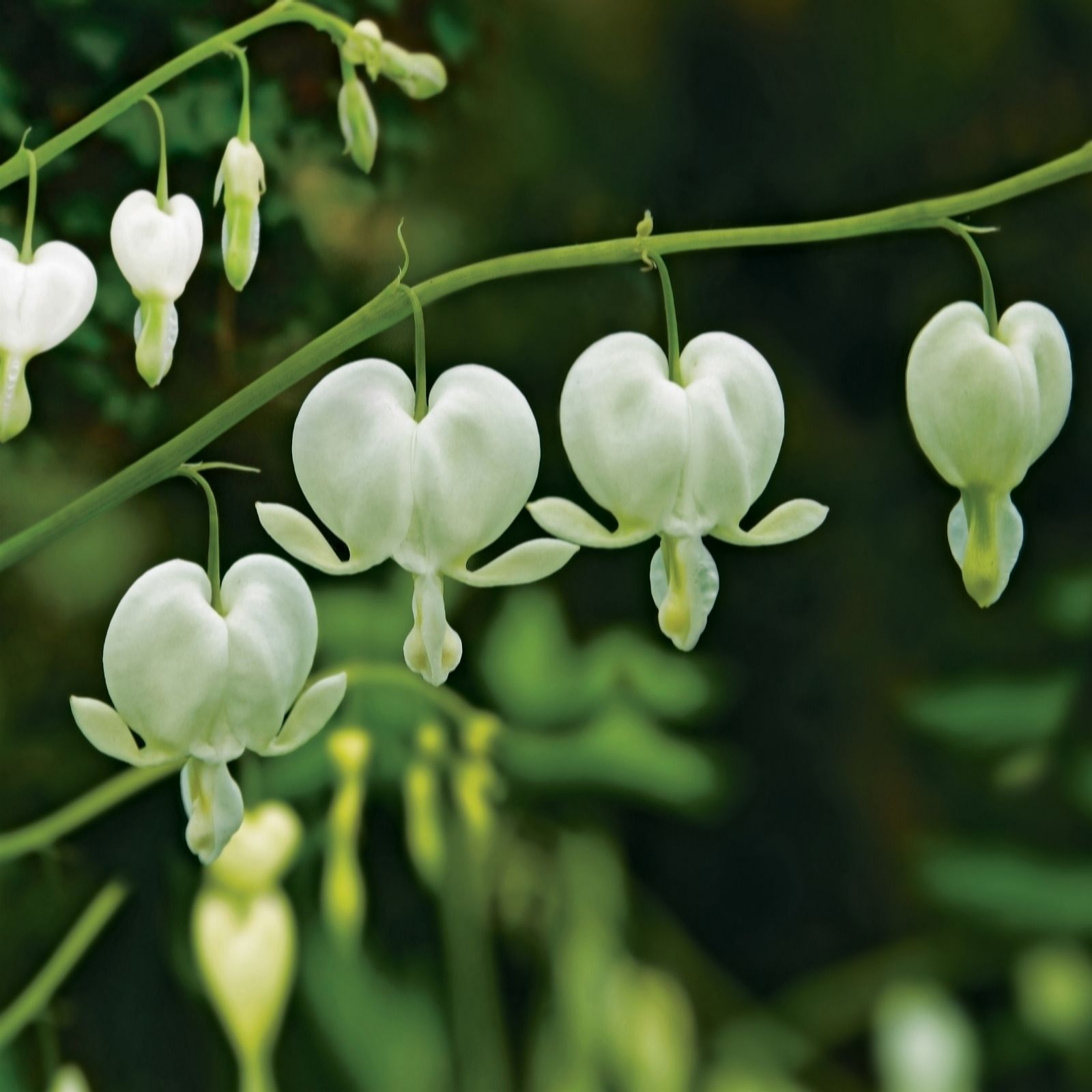 de Jager Distinguished Dicentra x 2