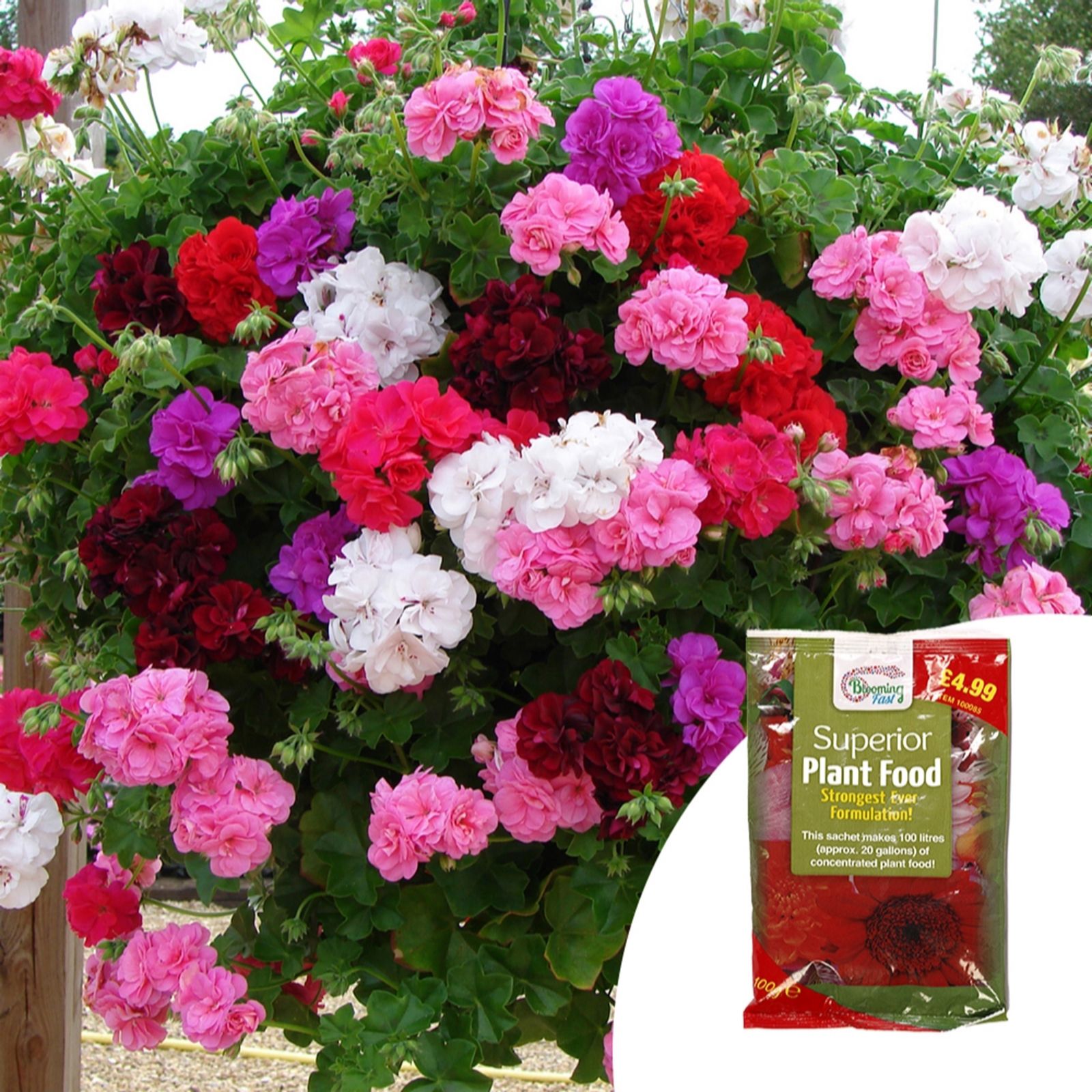 YouGarden Geranium Rosebud Trailing Plug Plant Collection x12 & 100g