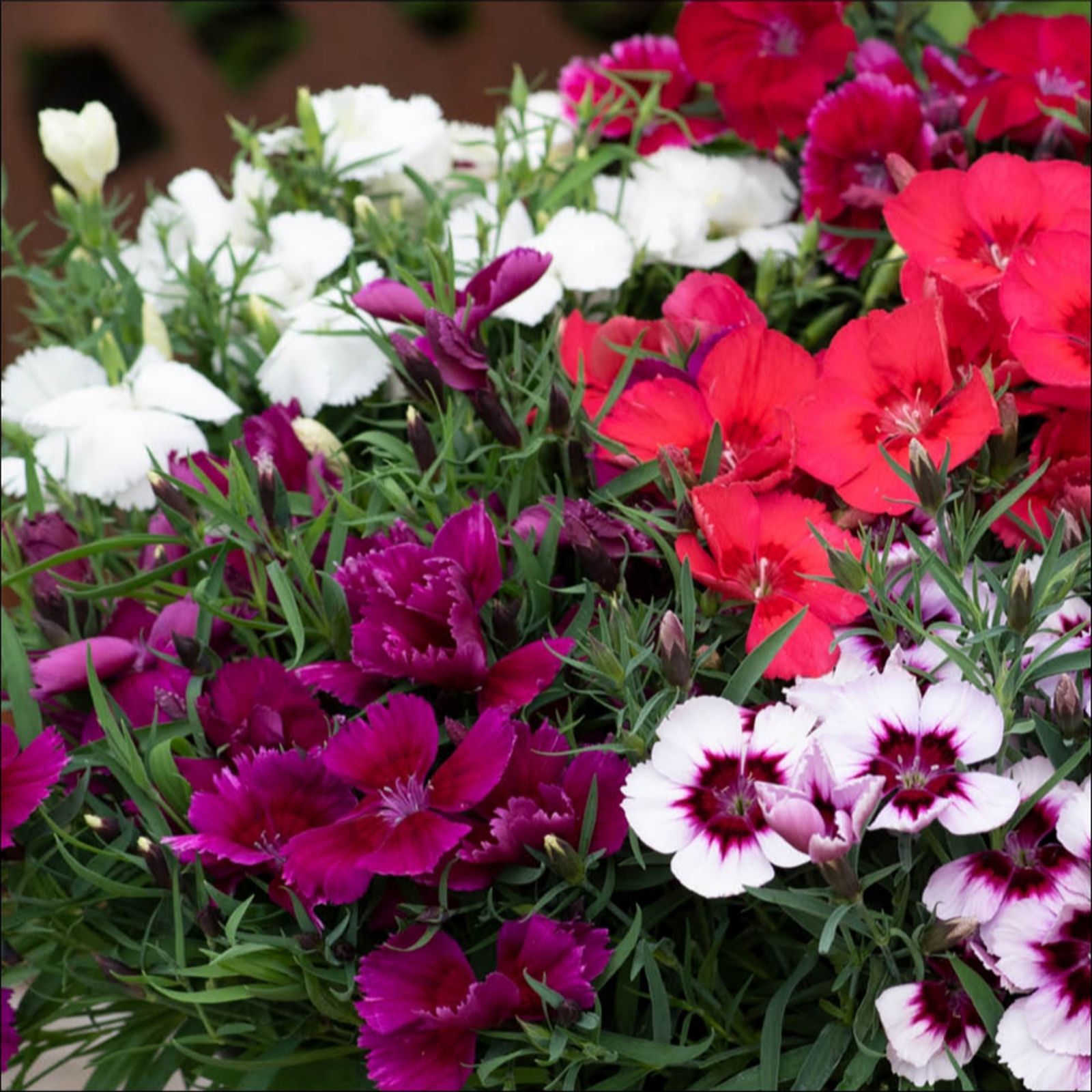 YouGarden Dianthus 'Coronet Mix' Garden Ready Plants x20
