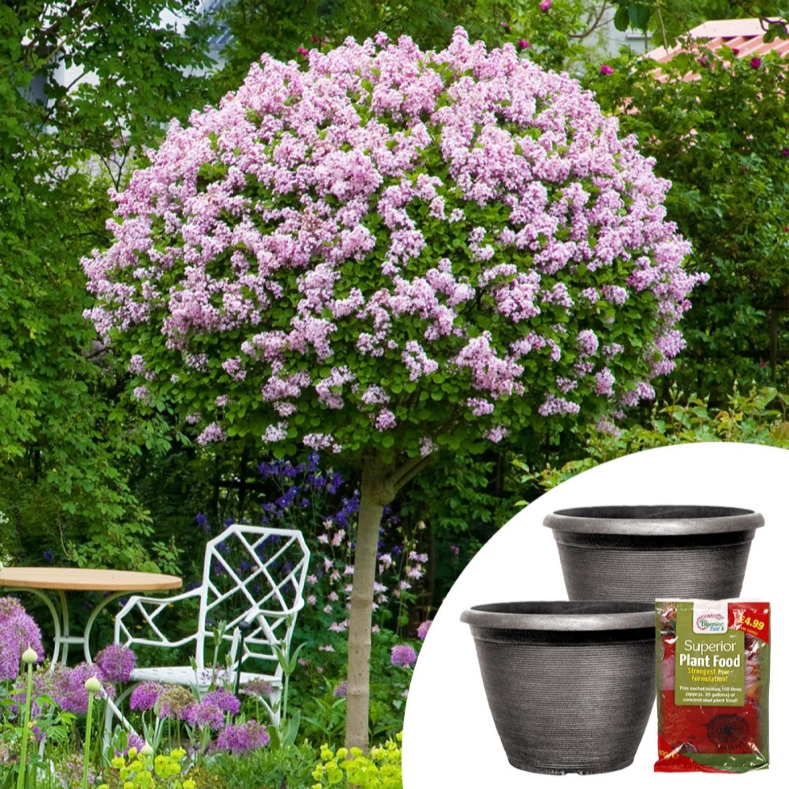 YouGarden Pair of Lilac Palibin Standards Planters & Fertilser