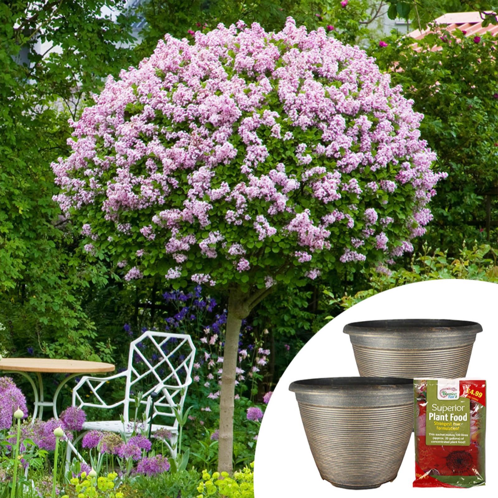 YouGarden Pair of Lilac Palibin Standards Planters & Fertilser