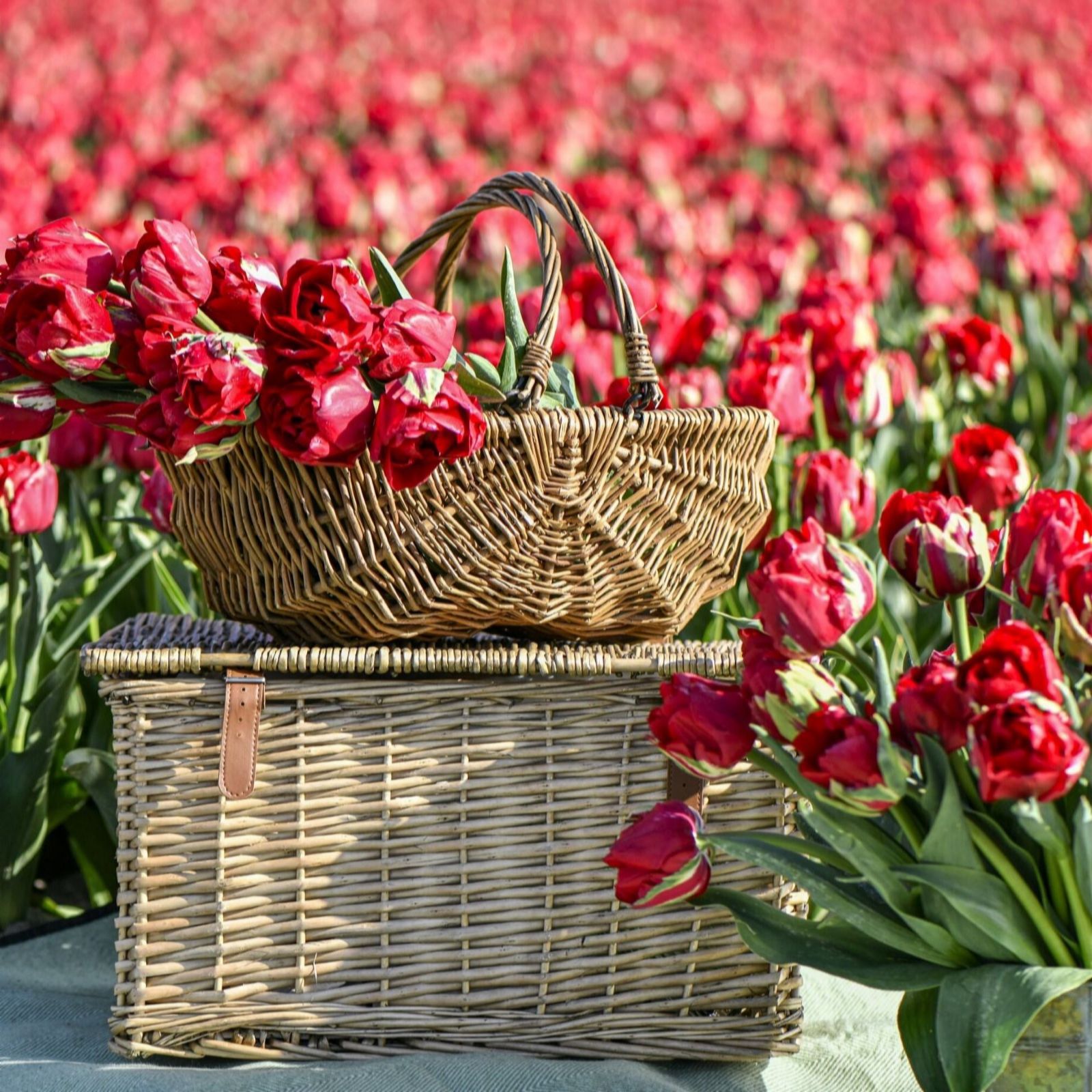 Thompson & Morgan Tulip Ile d'Amour 16 Bulbs