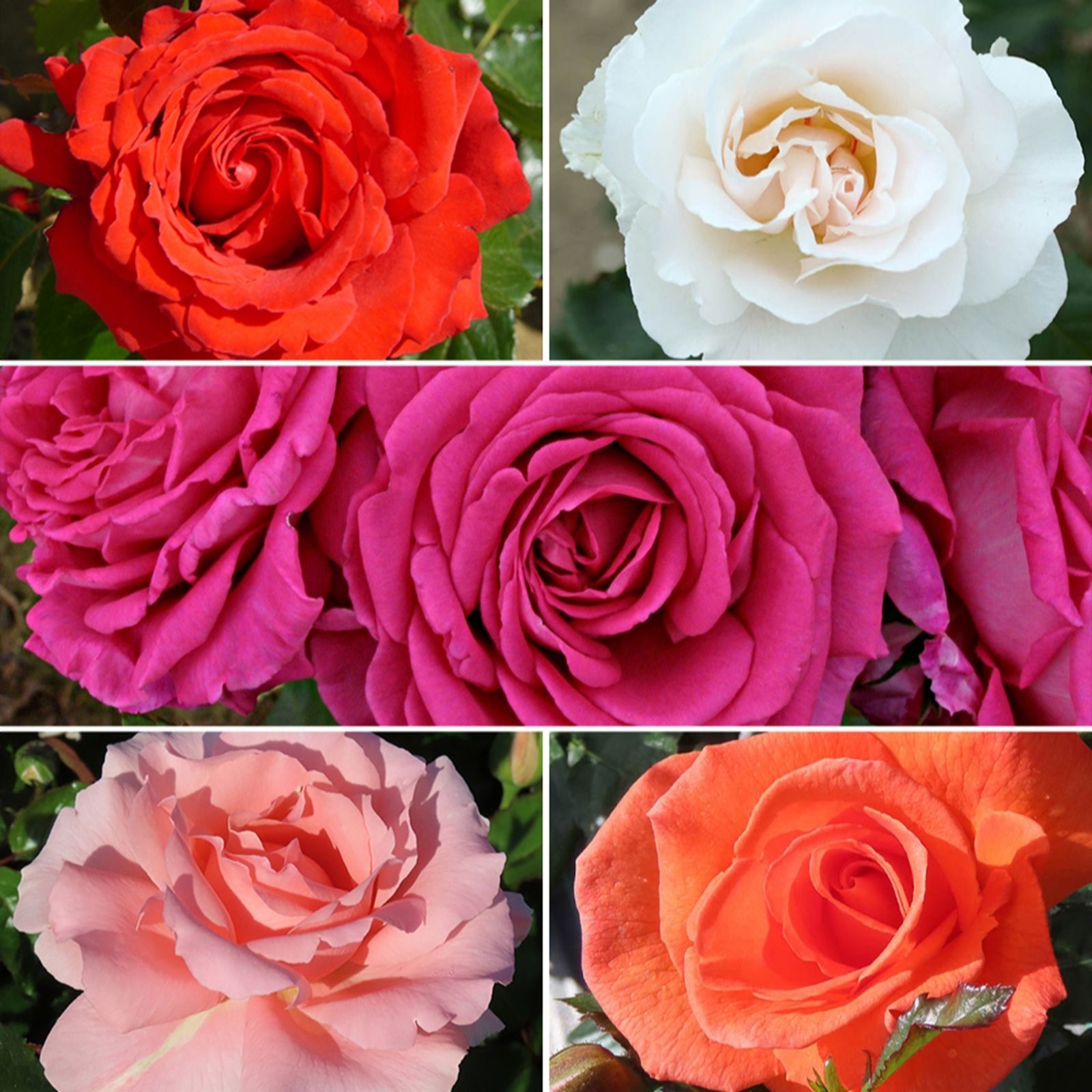 Rose Bushes, Rose Plants, Bare Root Roses