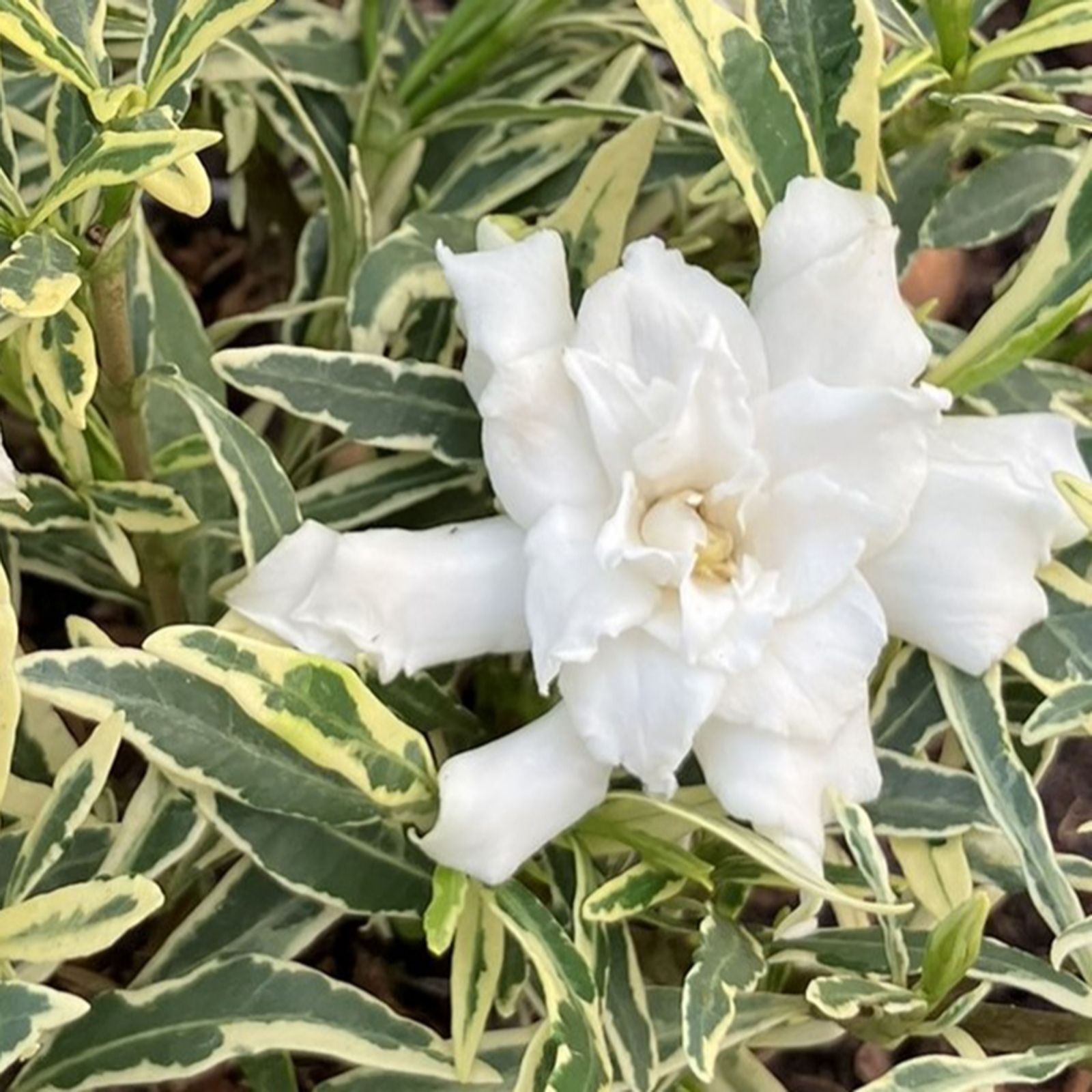 Hayloft Plants Gardenia Golden Crown - QVC UK