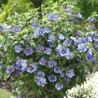 YouGarden Hibiscus Marina 19cm pot