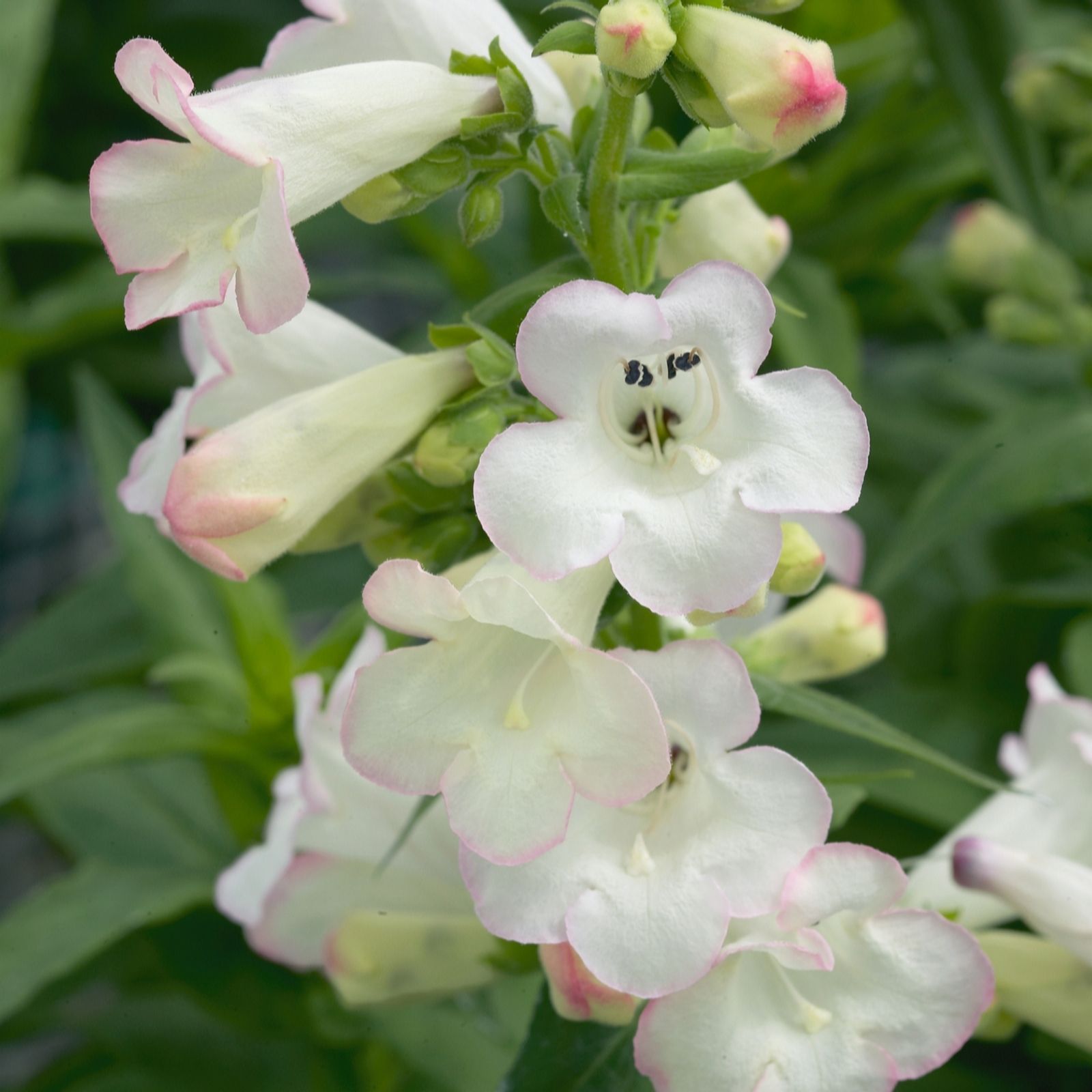 Plants2Gardens Penstemon Pheonix Collection 3x 2ltr