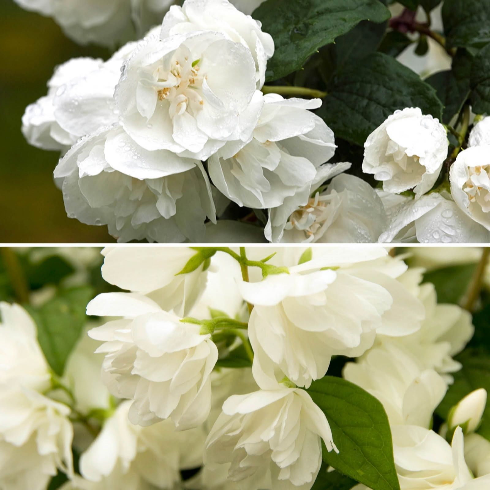 YouGarden Philadelphus Snowbelle & Virginal in 2/3L pots x2