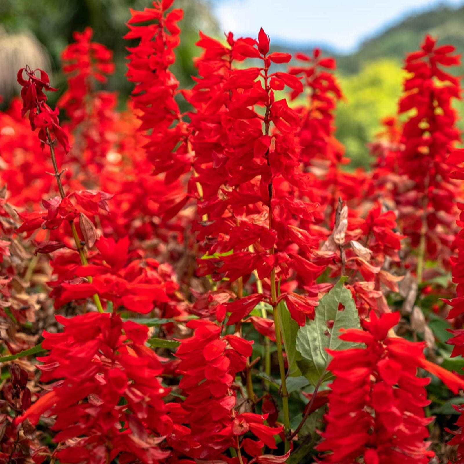 You Garden Lobelia 'Queen Victoria' Garden Ready Plants x20