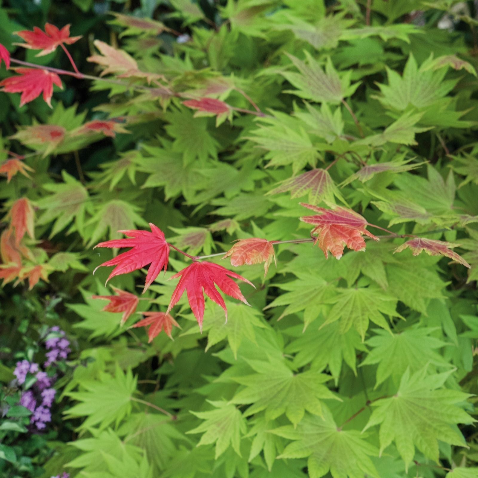 Plants2Gardens Acer Moonrise 3ltr