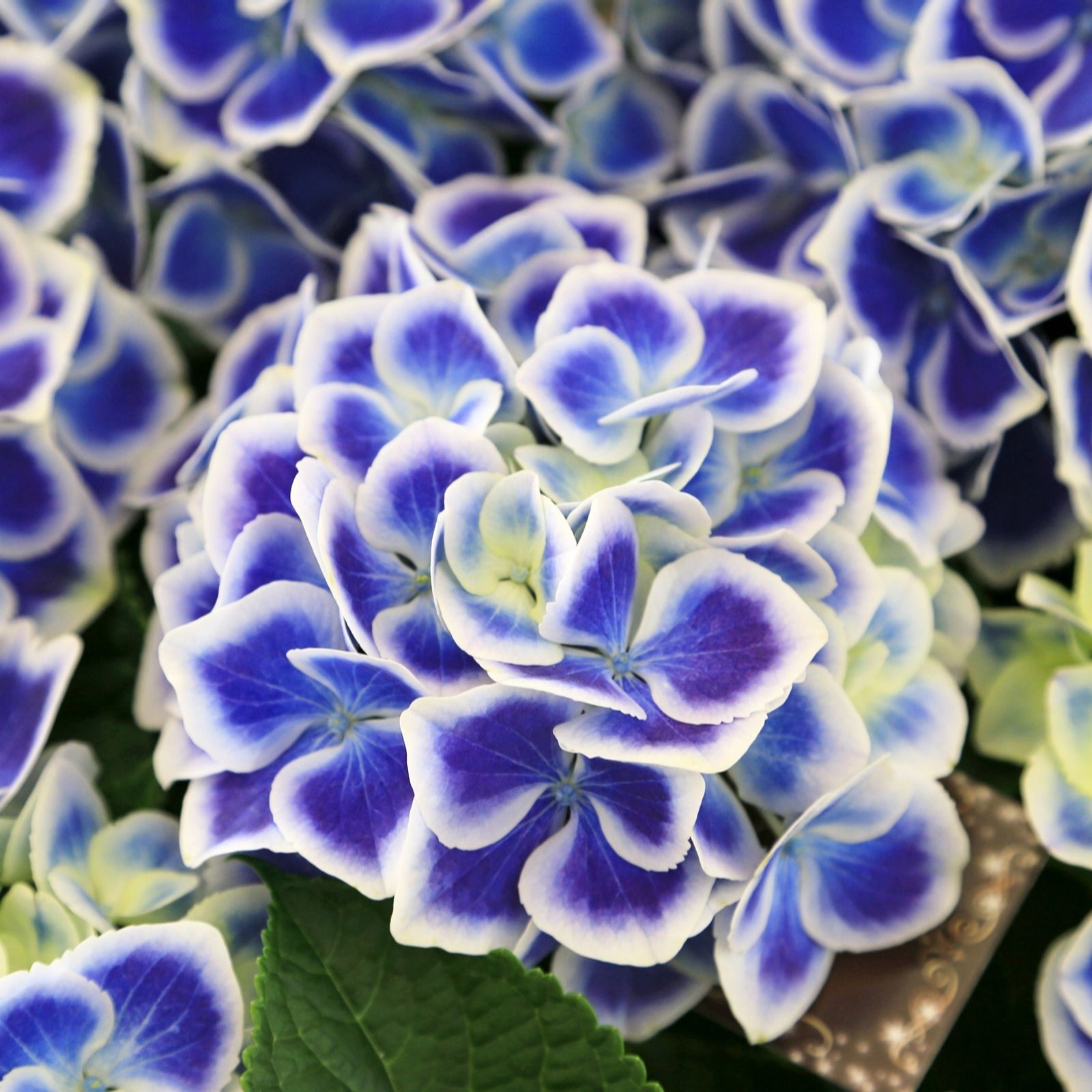 Thompson & Morgan Hydrangea Bicolor Bavaria 10.5cm Pot x 2