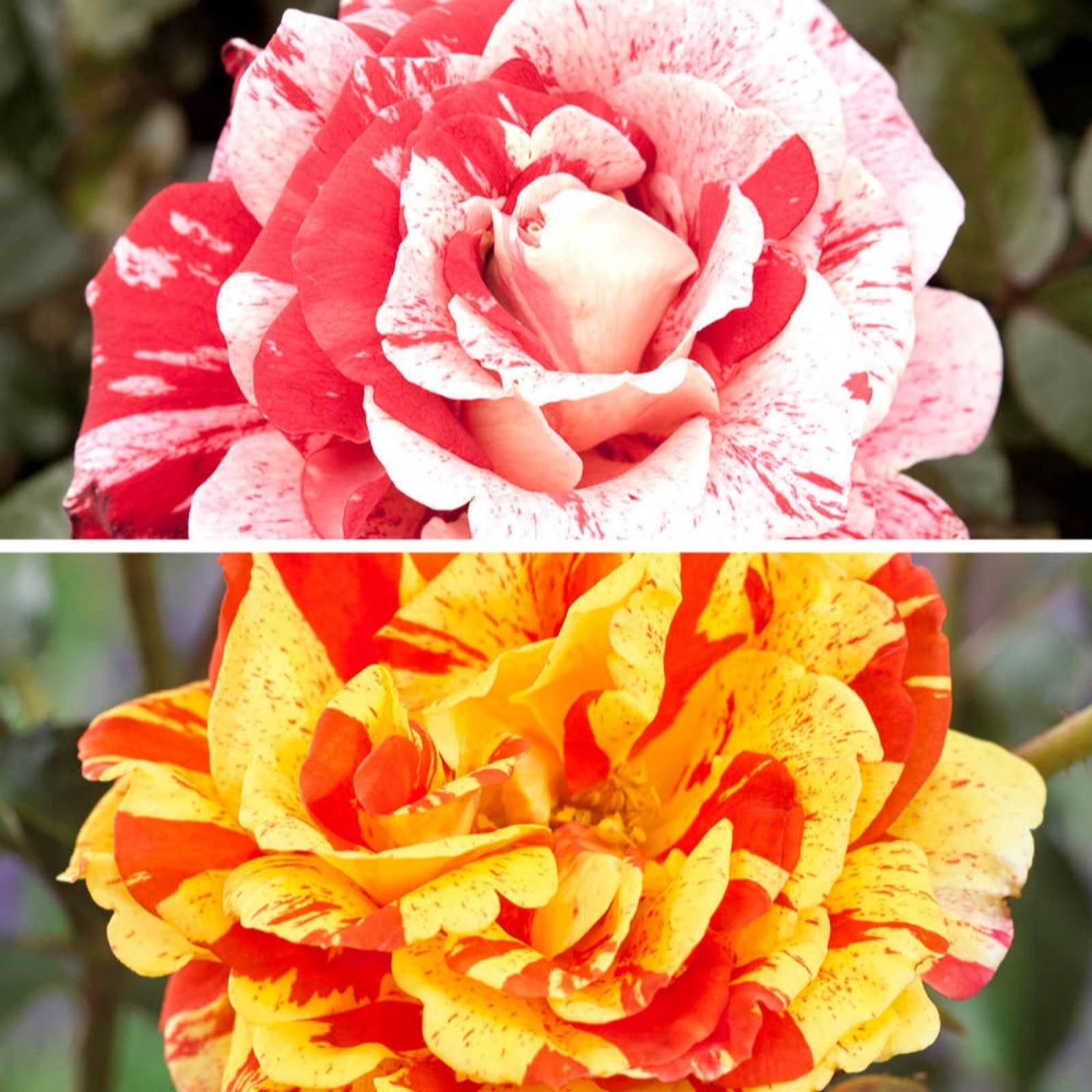 YouGarden Crazy Stripe Rose Collection Bare Root