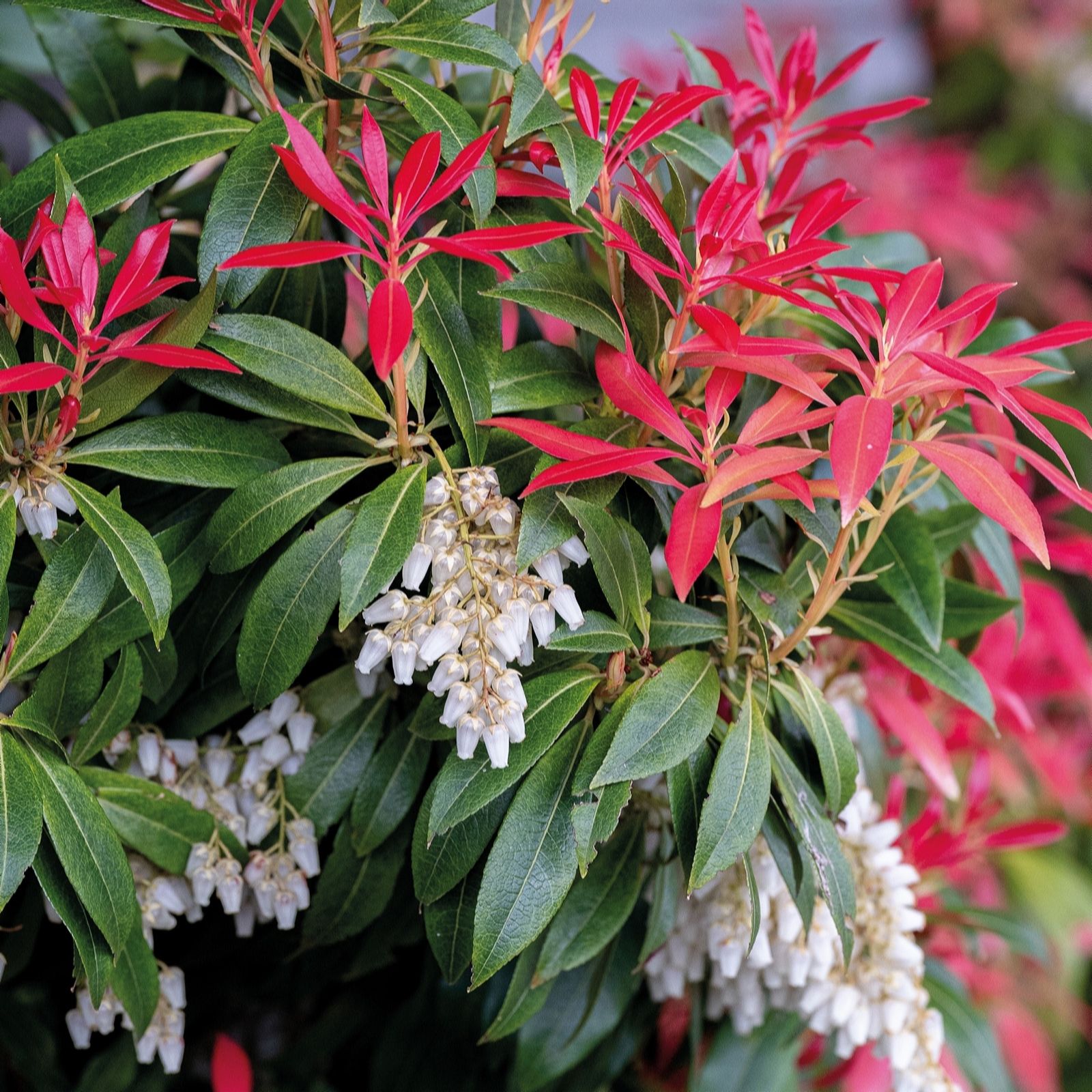 Richard Jackson Pieris Japonica 2.3l Pot