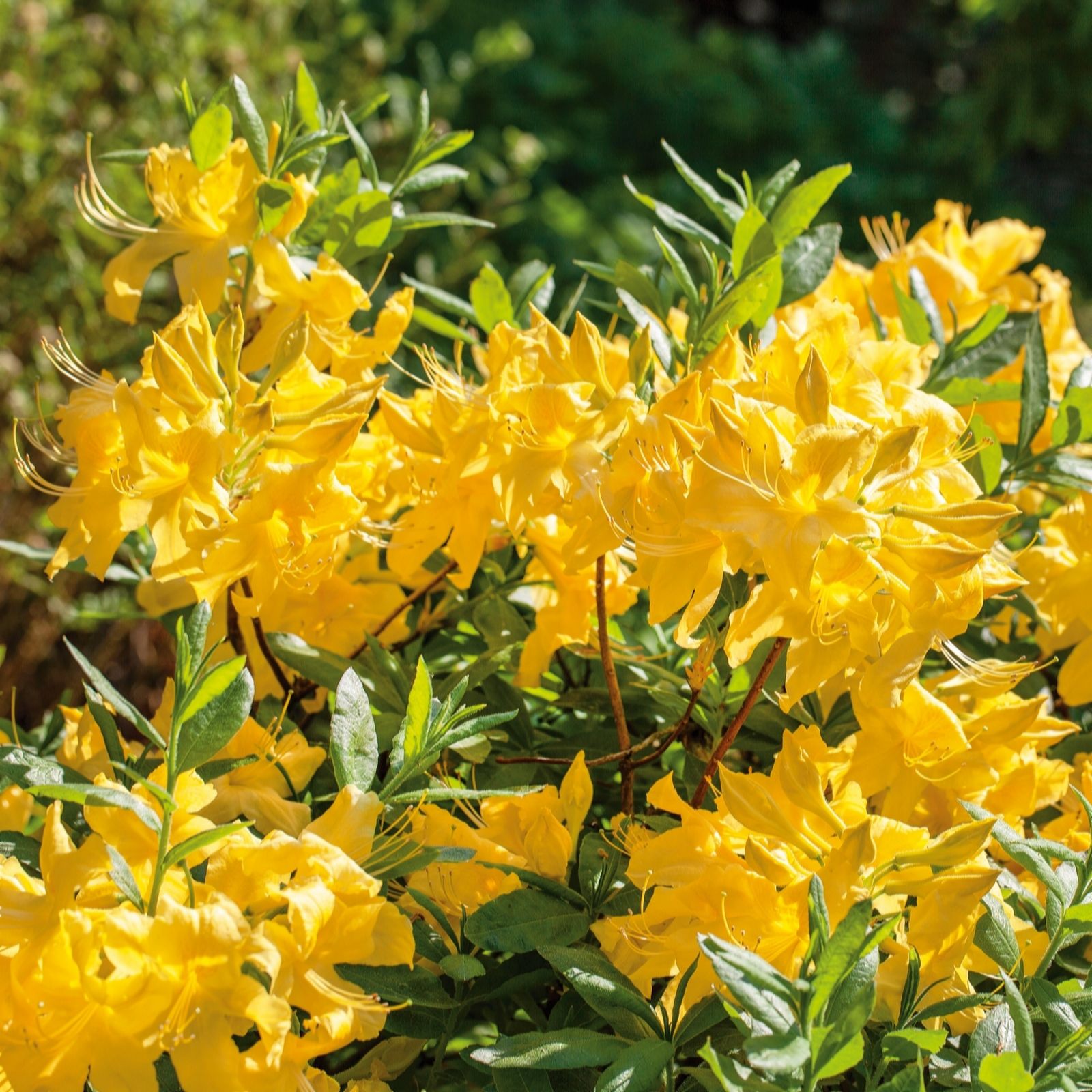 Plants2Gardens Azalea Anneke 5ltr