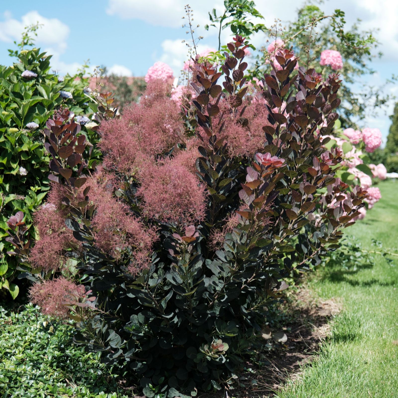 Plants 2 Gardens Cotinus Magical Torch 3ltr