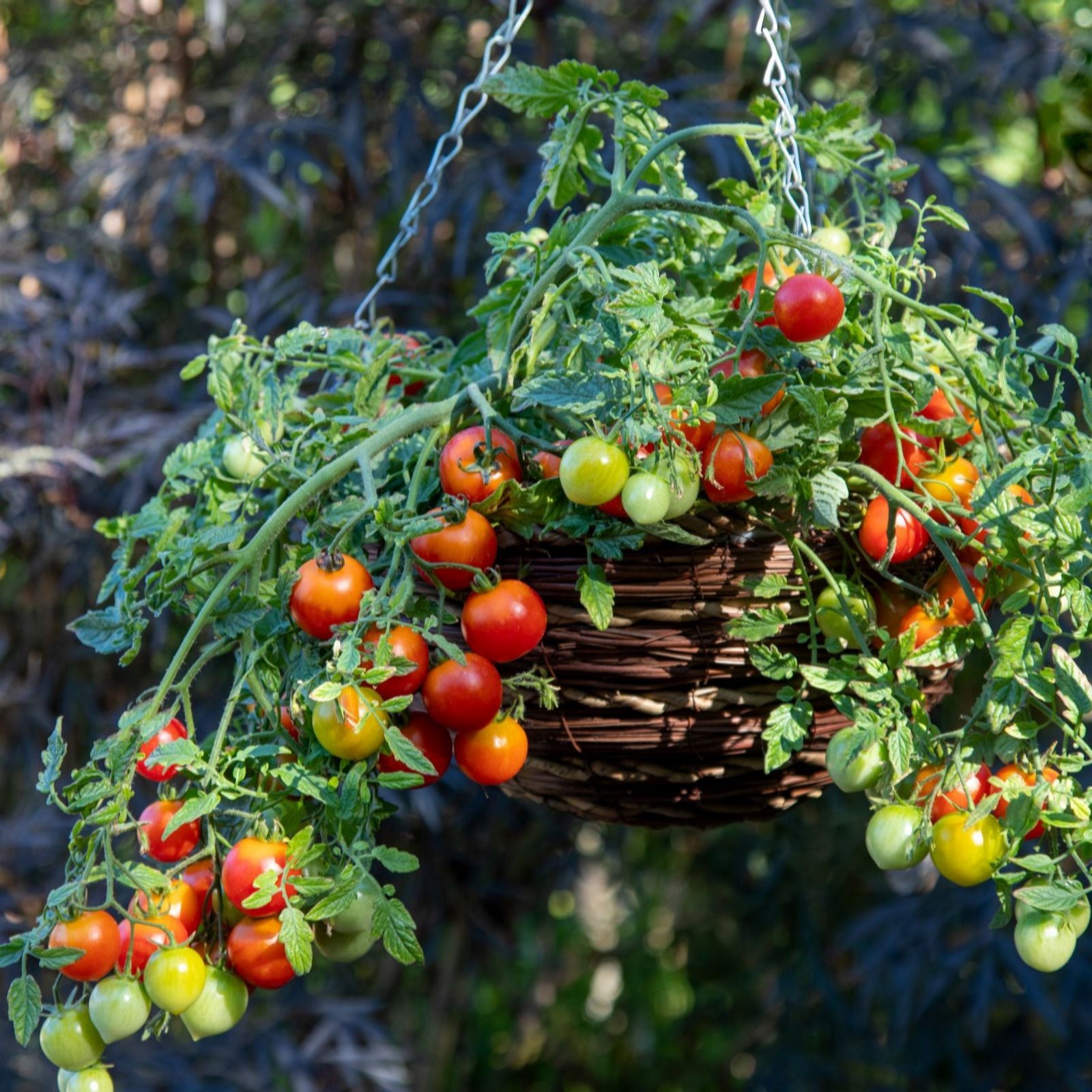 Suttons Tomato Cherry Blast 9cm Pot x 3
