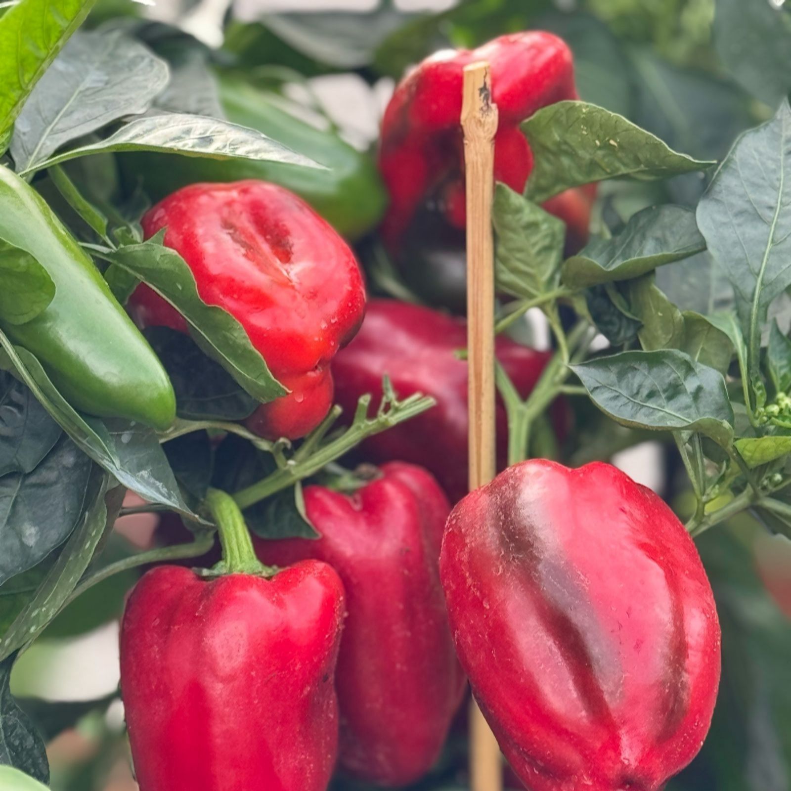 Thompson & Morgan Pepper (Sweet) Virtue Patio Pot Kit