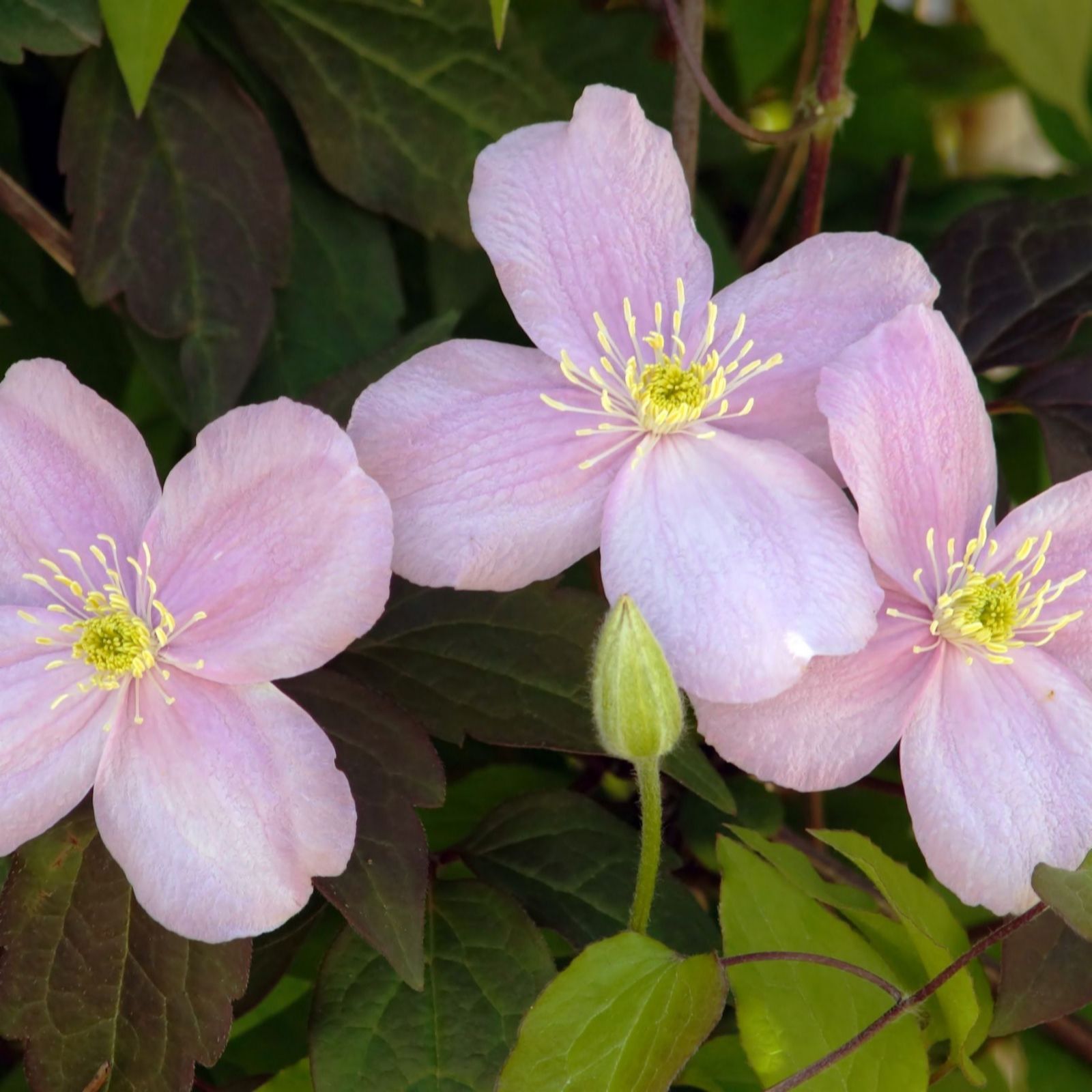 Thompson & Morgan Clematis Montana Mayleen 7cm Pot x 2