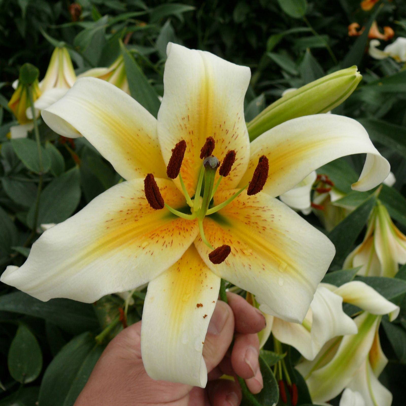de Jager Sky-Scraping 9 x Giant Lily Bulbs