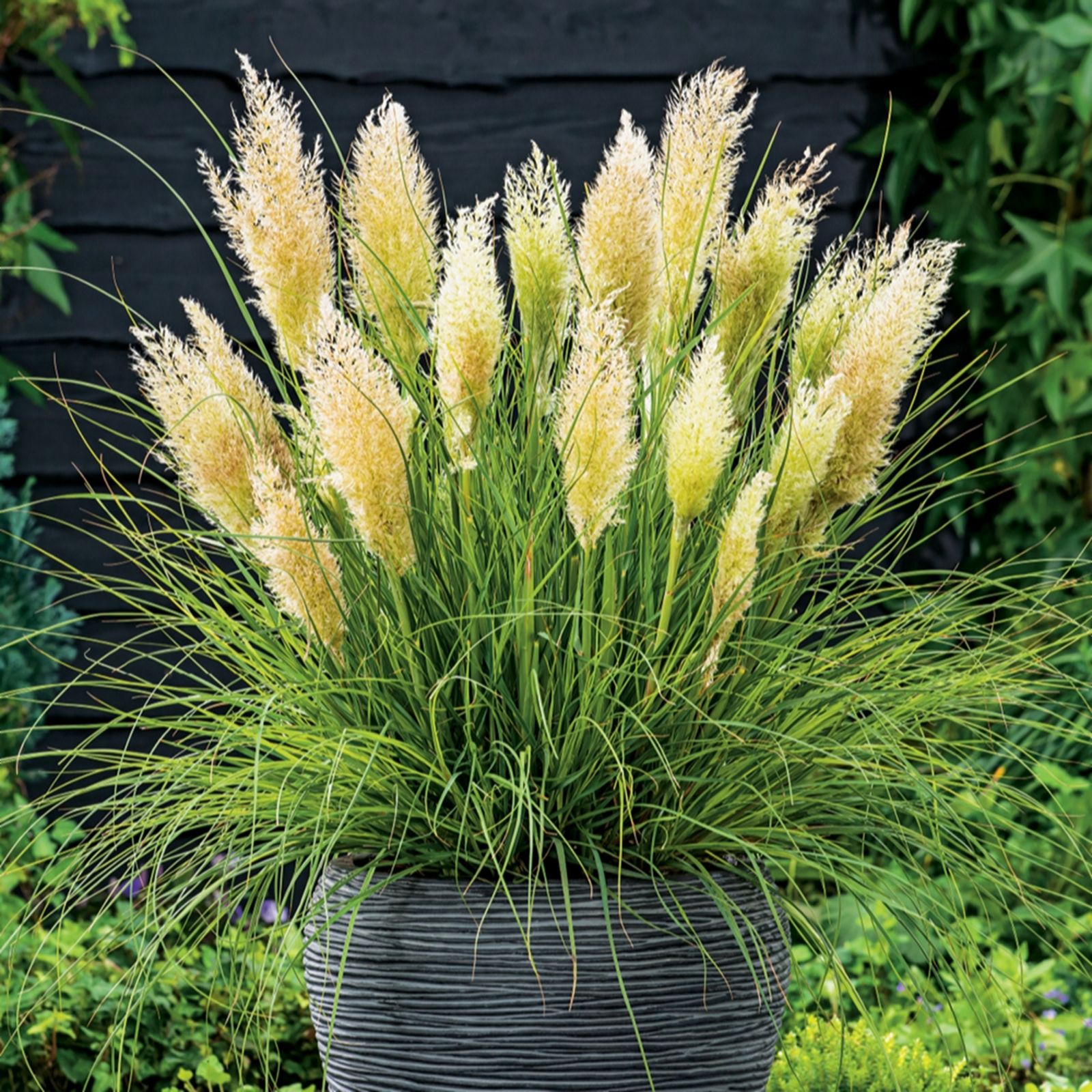 YouGarden Pair of Cortaderia 'Tiny Pampa' in 3L Pots