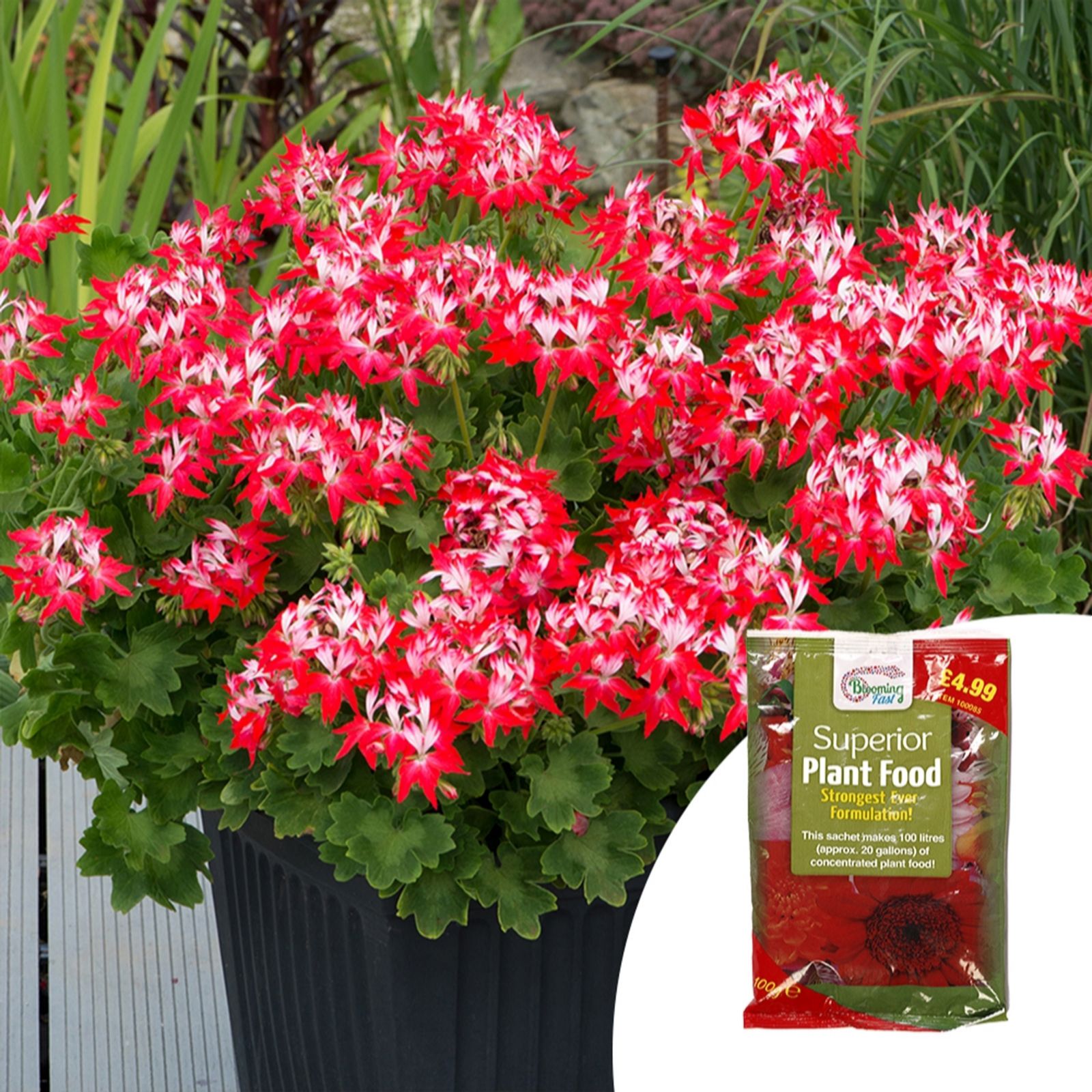 YouGarden Geranium Summer Twist Red White Plug Plants x12 & 100g Fertiliser