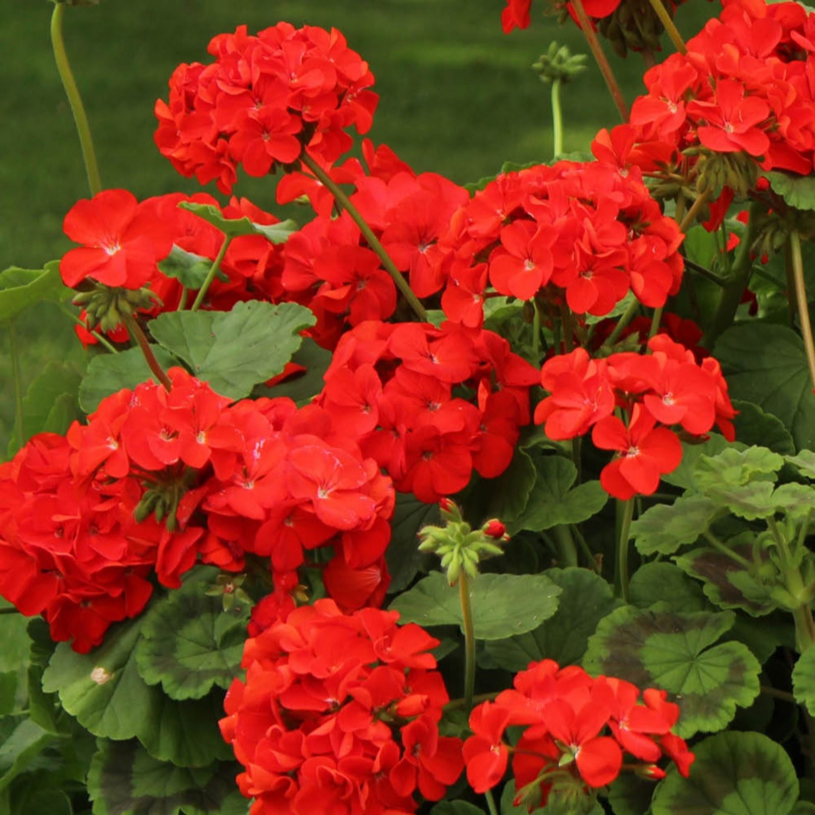 YouGarden Geranium 'Fire Queen' Garden Ready Plants x20