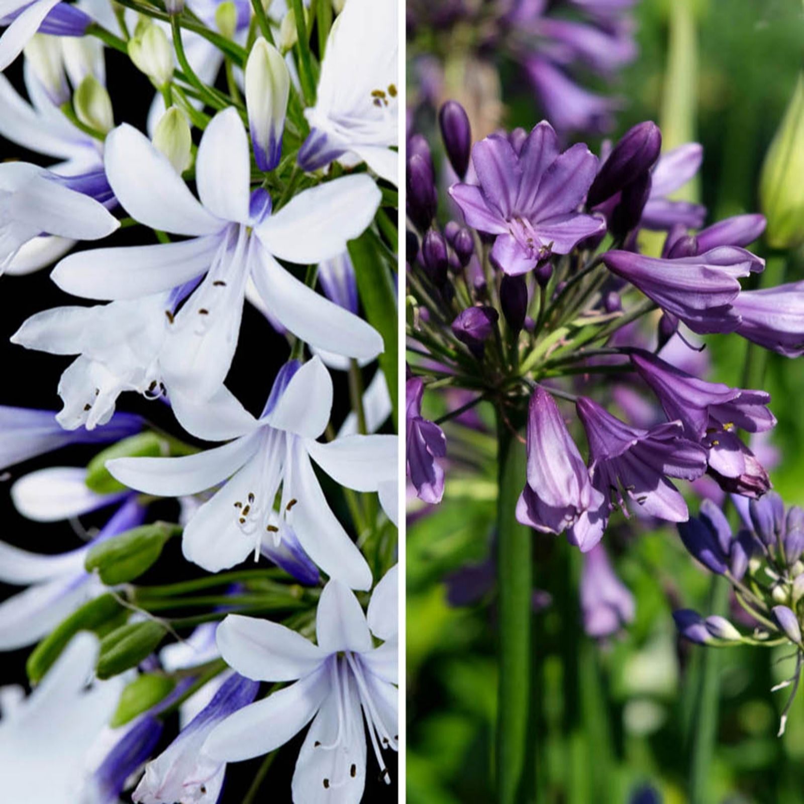 YouGarden Agapanthus Collection in 3L Pots