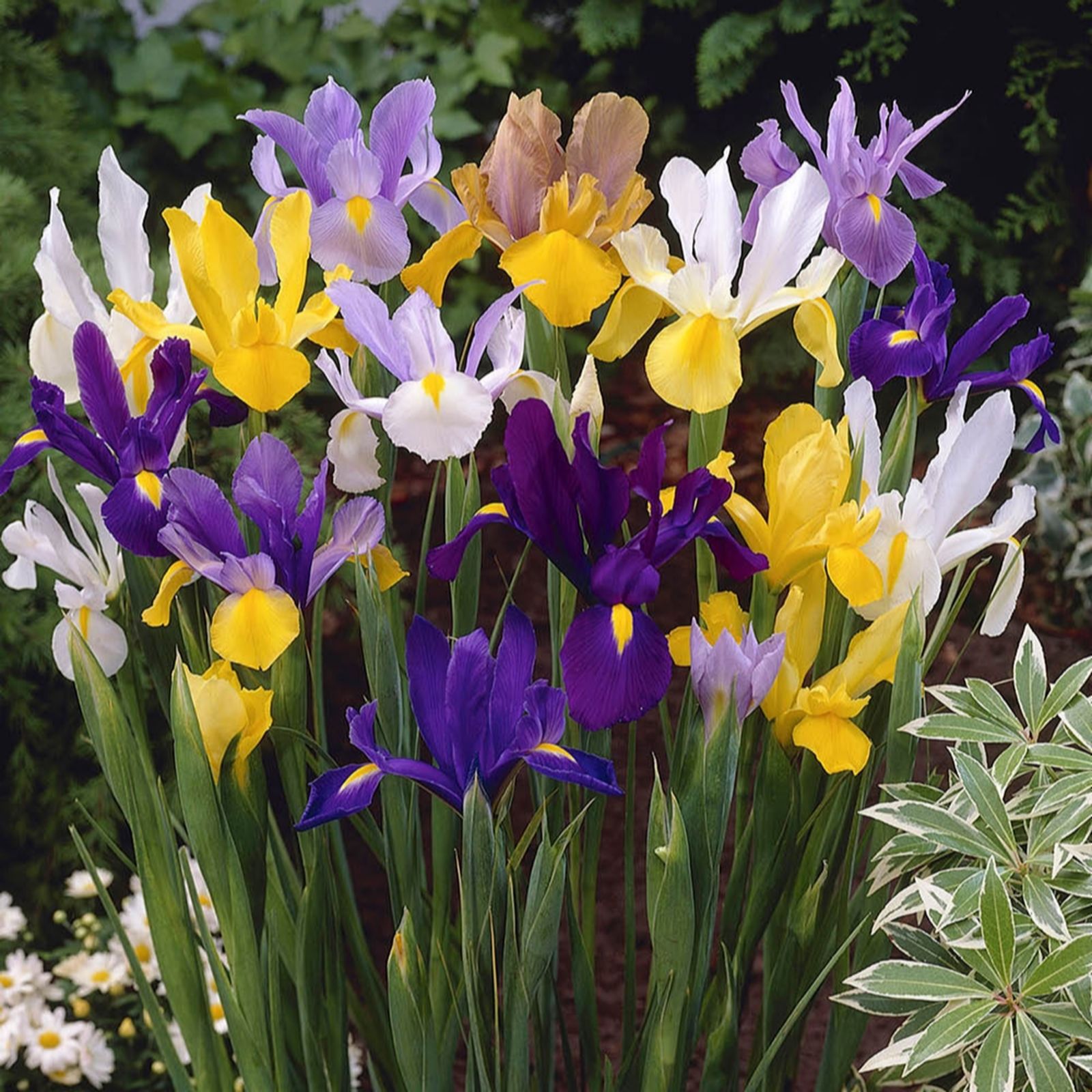 YouGarden Dutch Iris Mixed x100 Bulbs