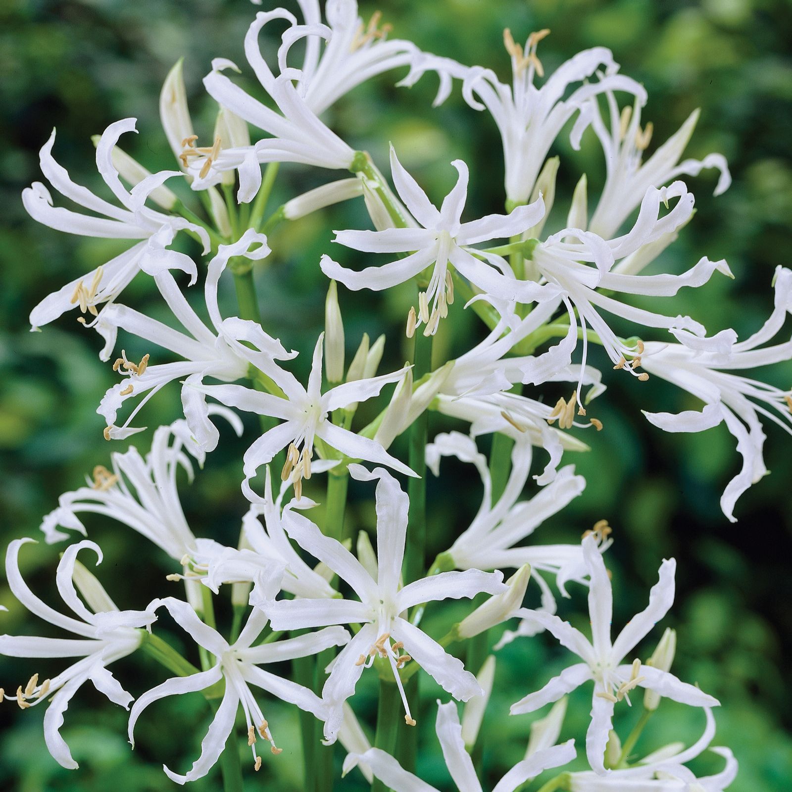 Richard Jackson's Special Guernsey Lily Collection 3x Bulbs QVC UK