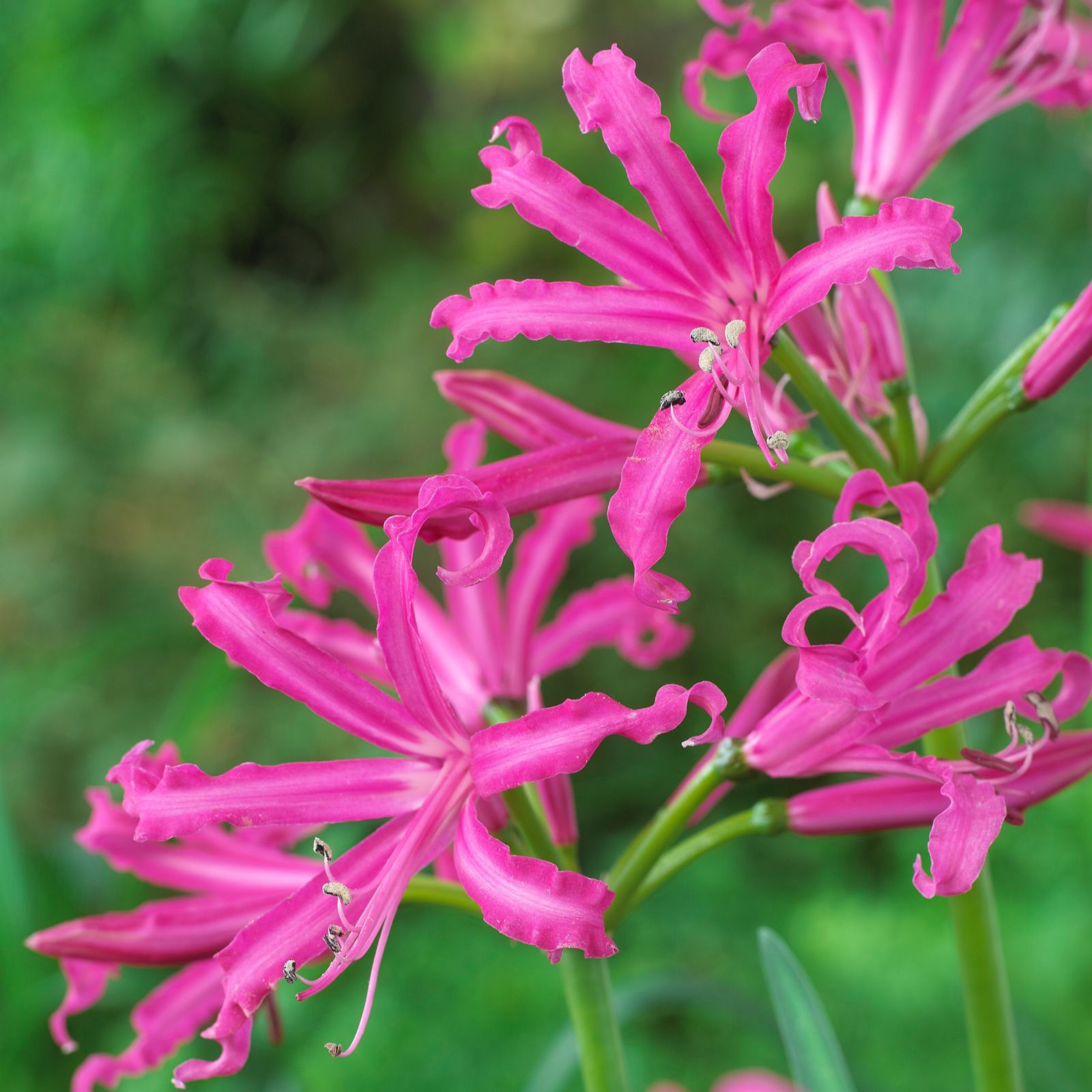 Richard Jackson's Special Guernsey Lily Collection 3x Bulbs QVC UK