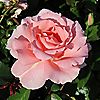 Harkness Roses Rose L'Aimant Bare Root x 1, 1 of 4