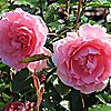 Harkness Roses Rose L'Aimant Bare Root x 1, 2 of 4