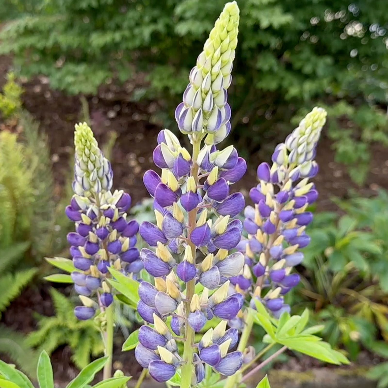 Richard Jackson`s Nursery Fresh Legendary Lupins 5 x 6cm Garden Ready
