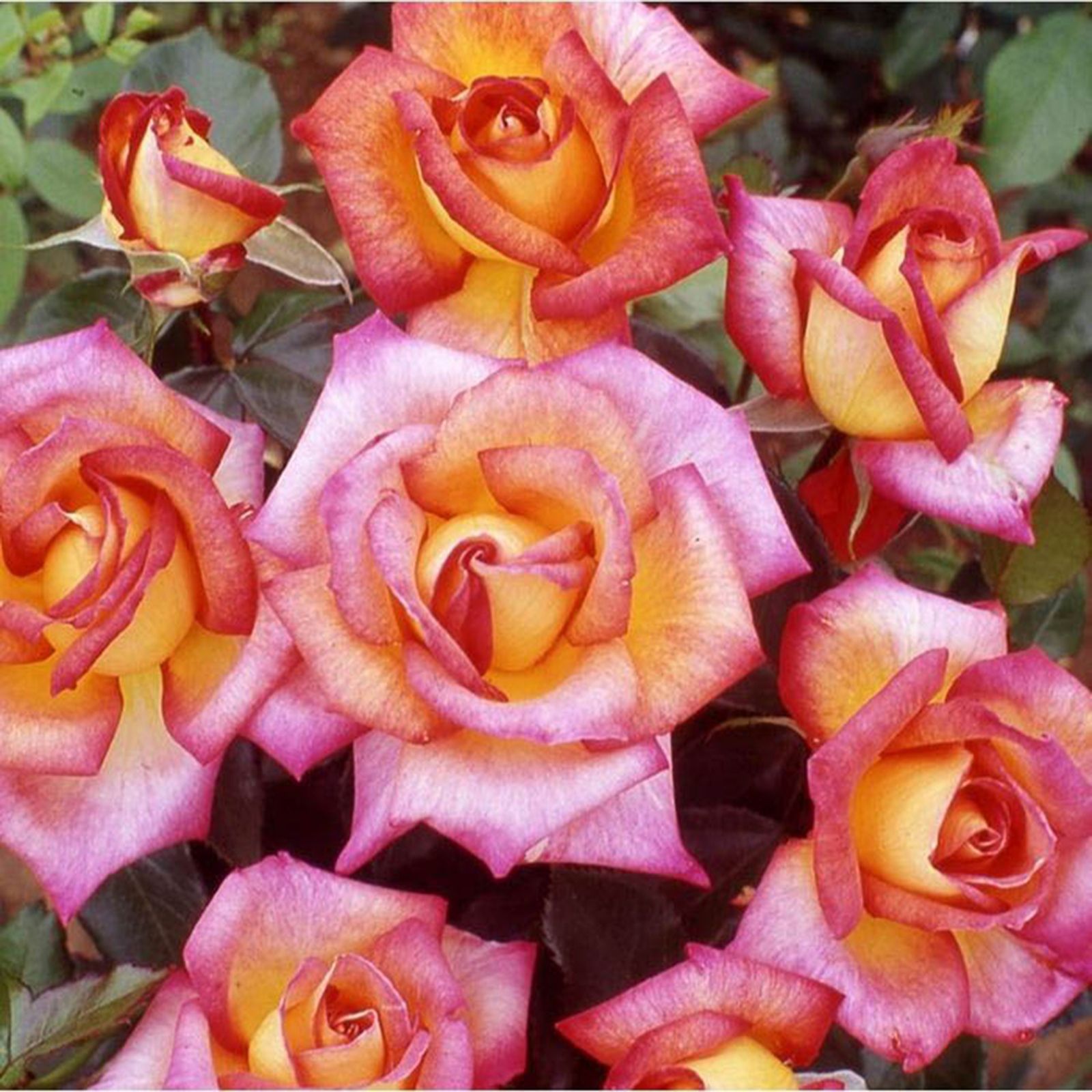 YouGarden Harkness Rose Sheila's Perfume 3L-4L pot - QVC UK