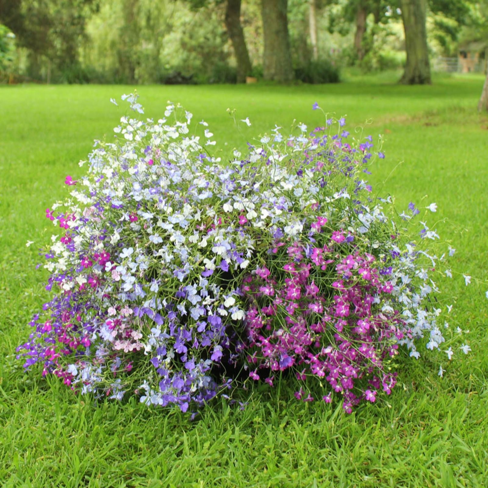 You Garden Lobelia 'Trail Away' Mix Garden Ready Plants x20