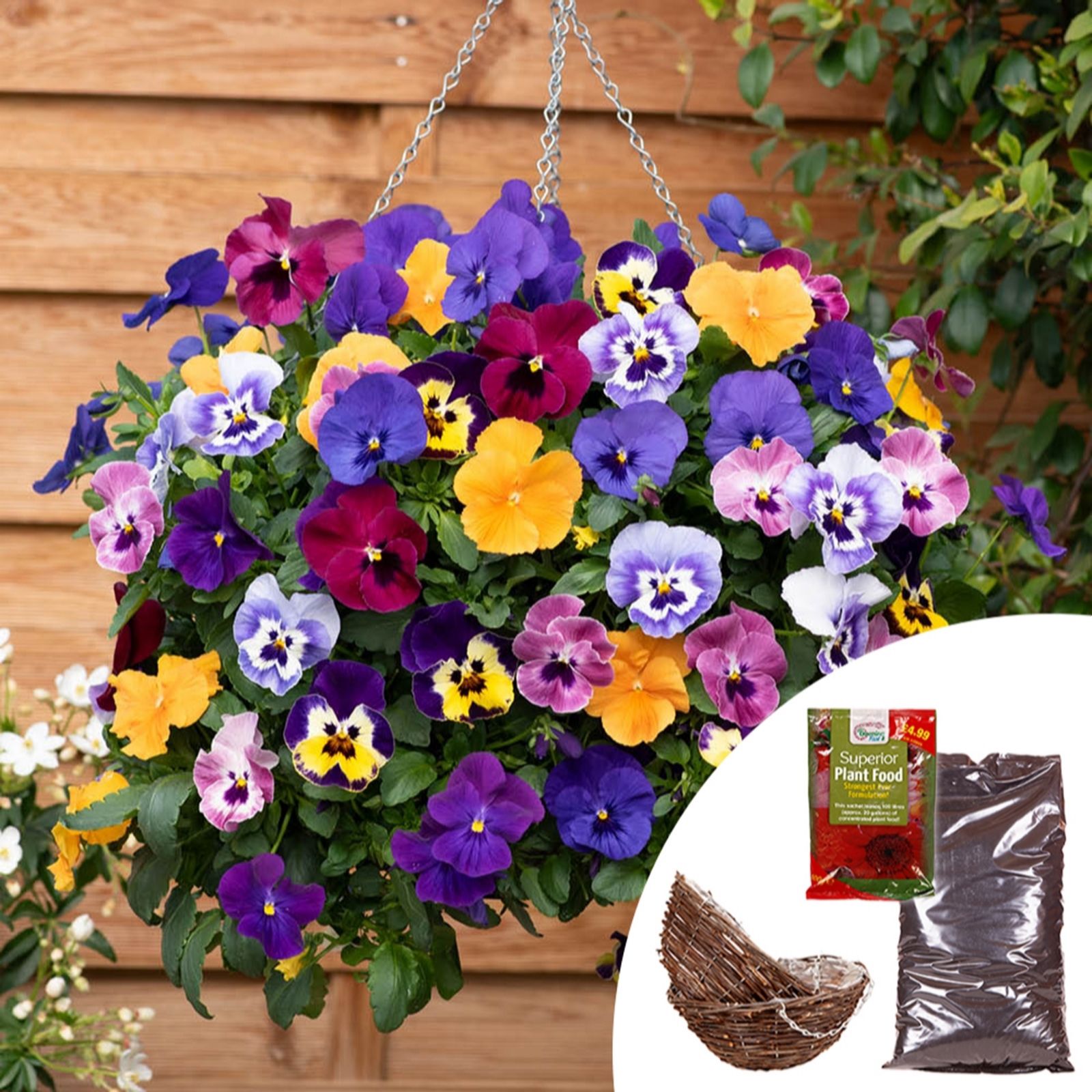 YouGarden Pansy 'Top Wave' Garden Ready Plants x30