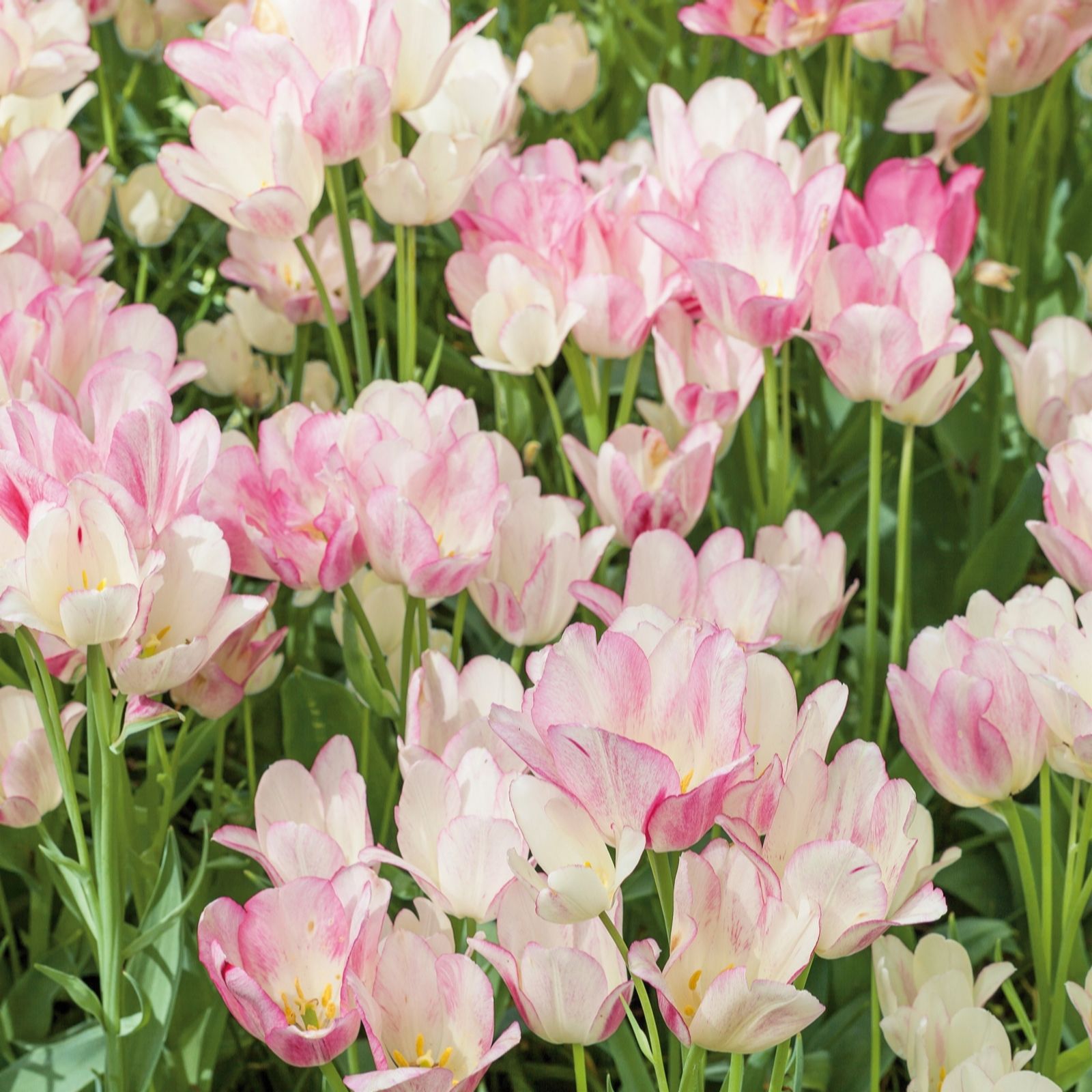 Plants 2 Gardens Tulip Multiflowering Mix