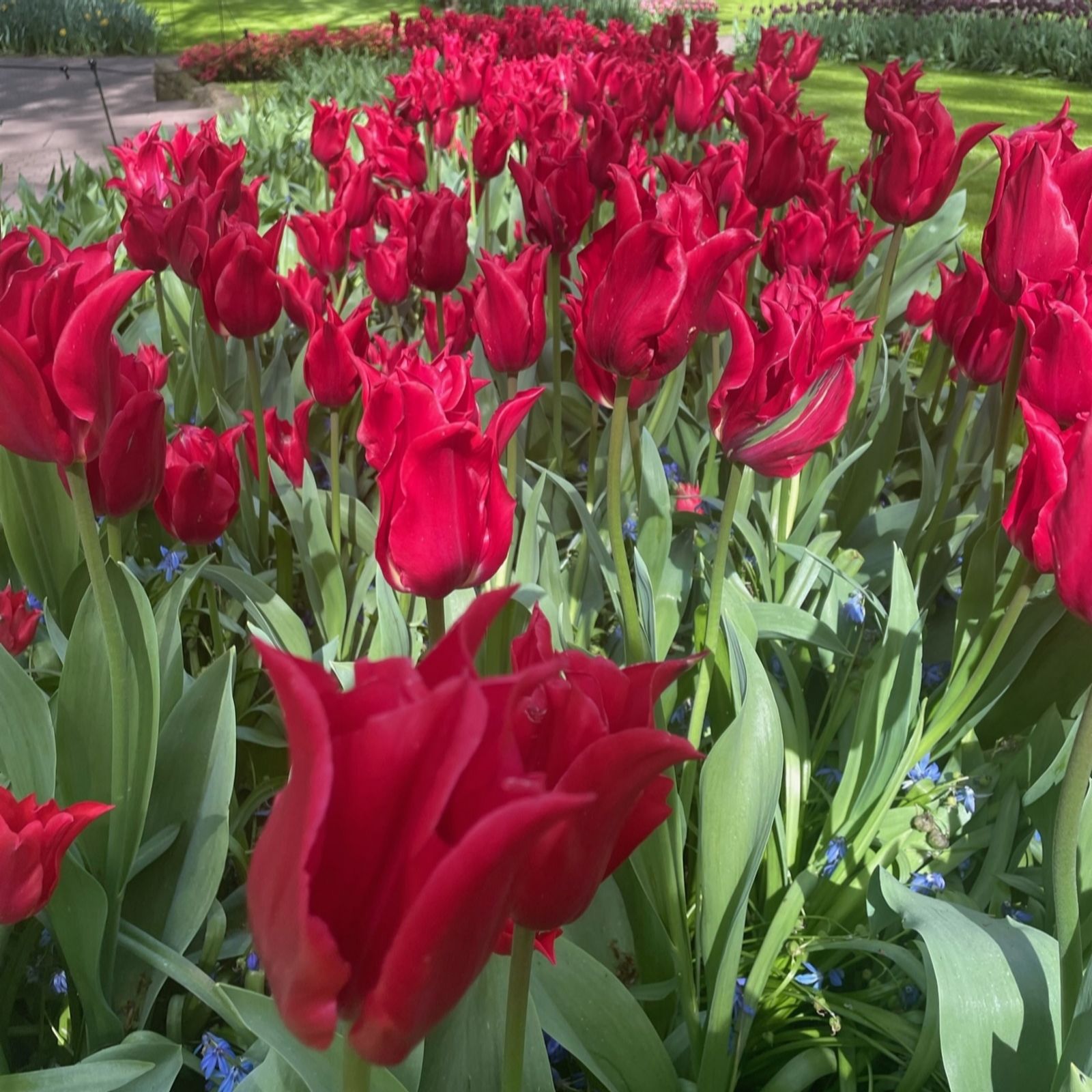 Thompson & Morgan Tulip Pretty Woman 16 Bulbs