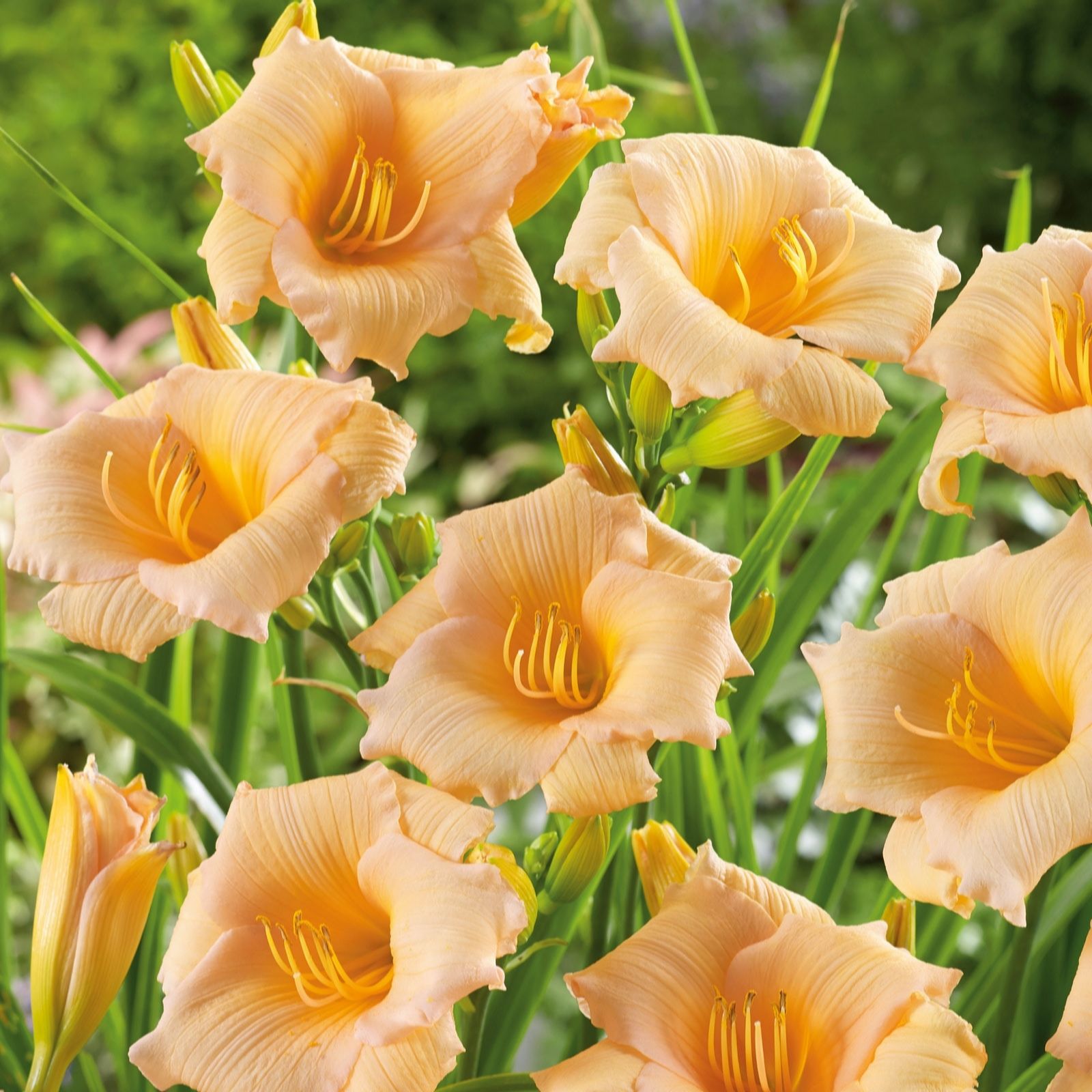 Plants2Gardens Hemerocallis Collection 3 x Bare Root