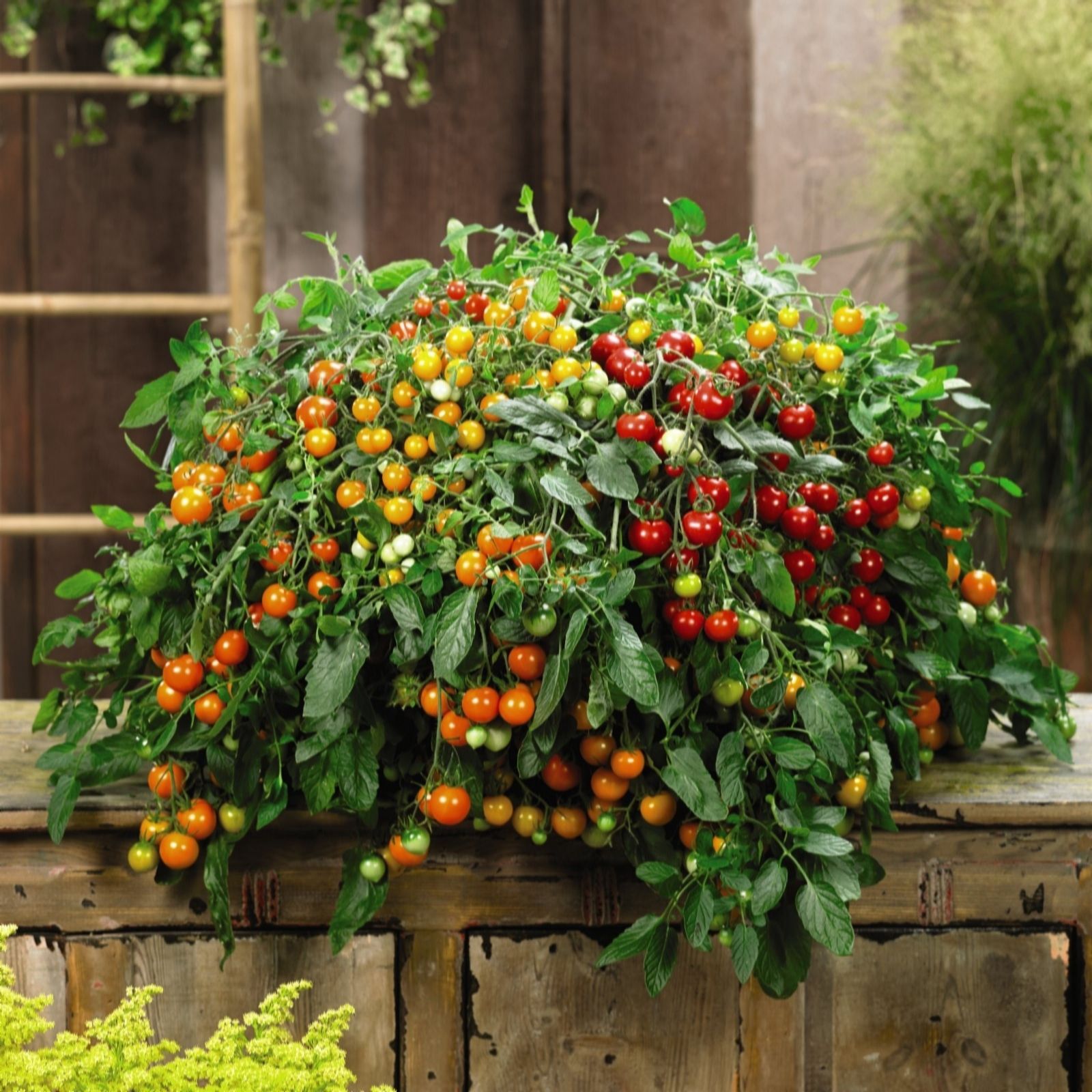 Thompson & Morgan Clematis Montana Mayleen 7cm Pot x 2