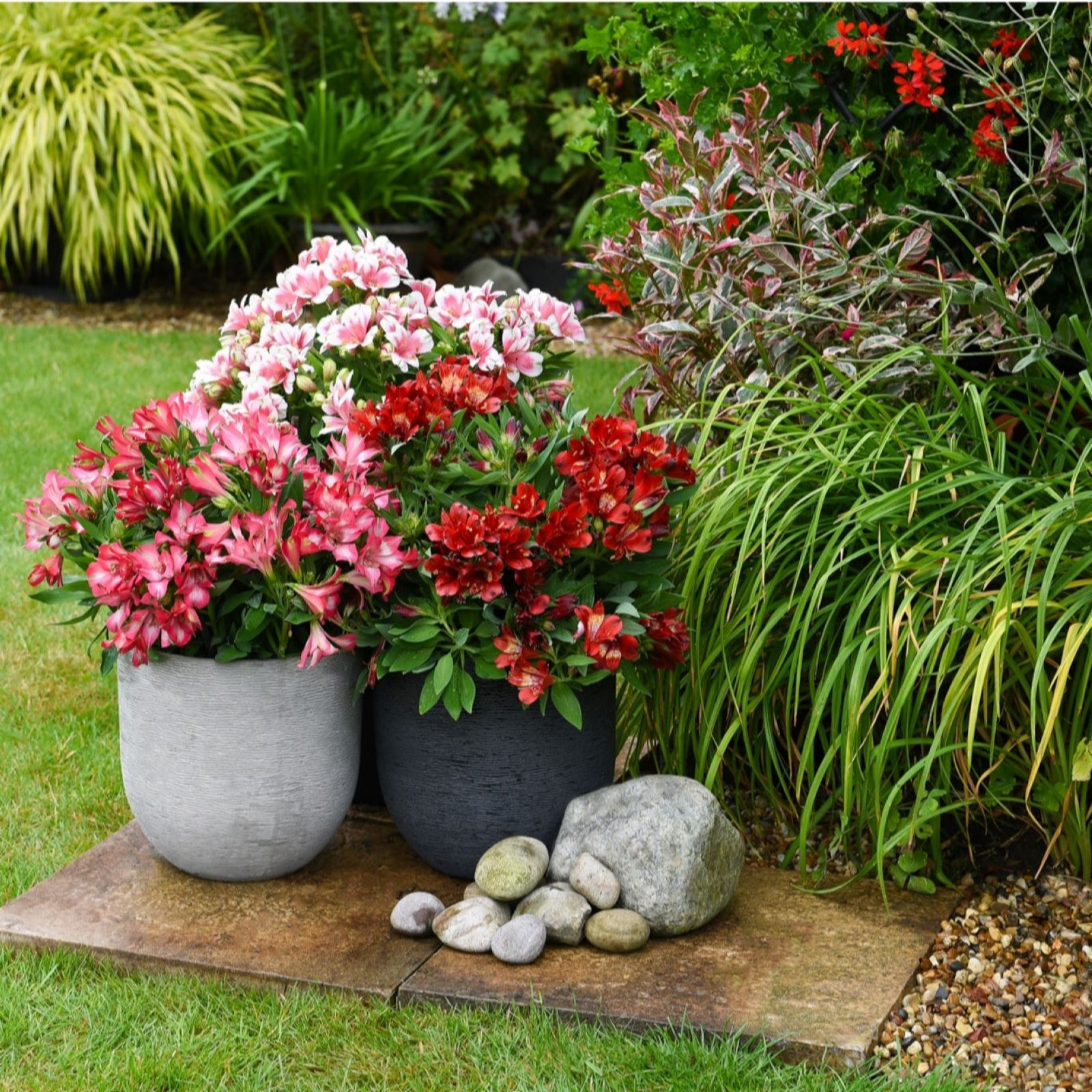 Thompson & Morgan Alstroemeria 'Pink Passion Collection' x 3 Jumbo Plugs + Pot