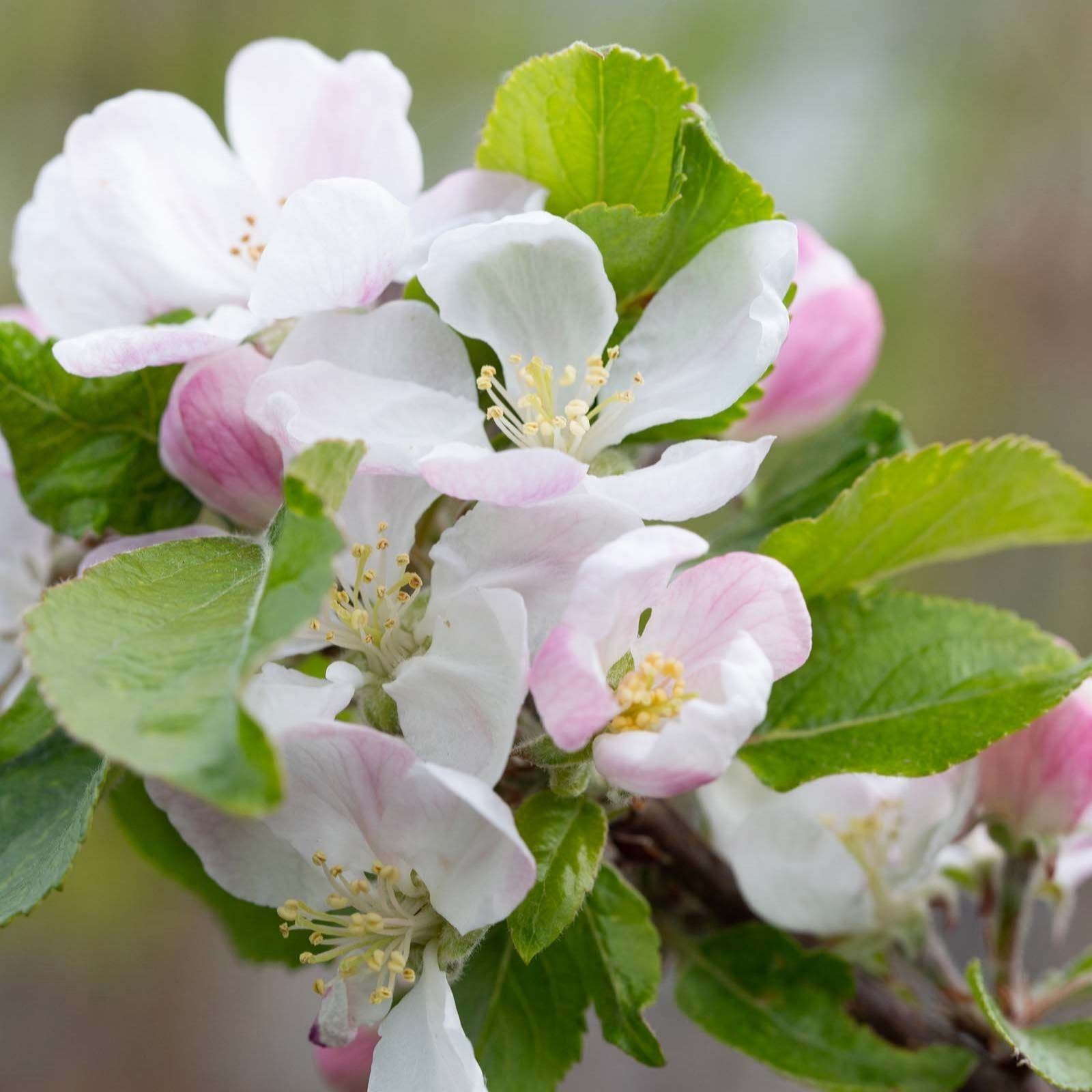 Frank P Matthews Apple Red Devil in a 12 Litre Container