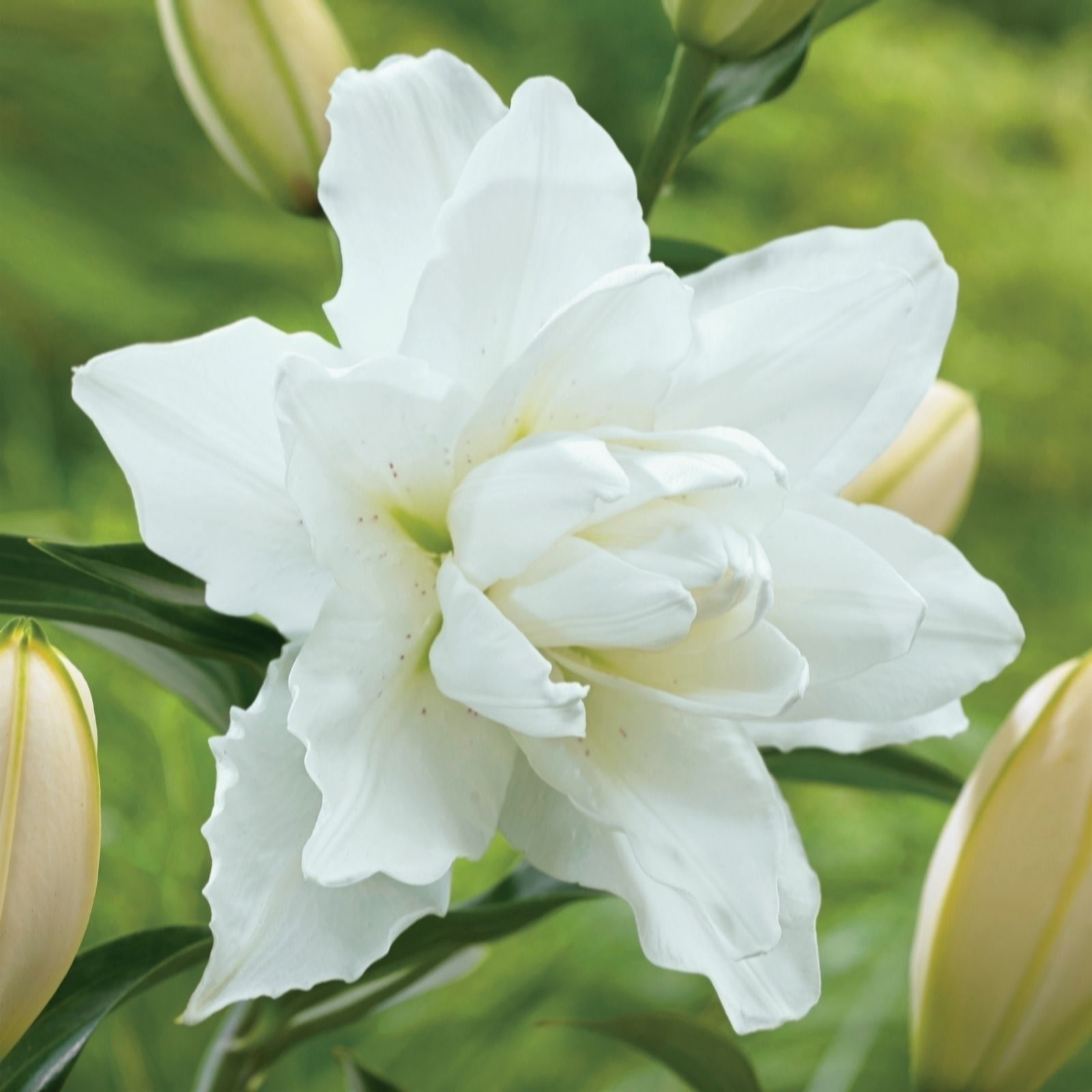 de Jager Sweetly Scented Double Lotus Lilies x 6 Bulbs