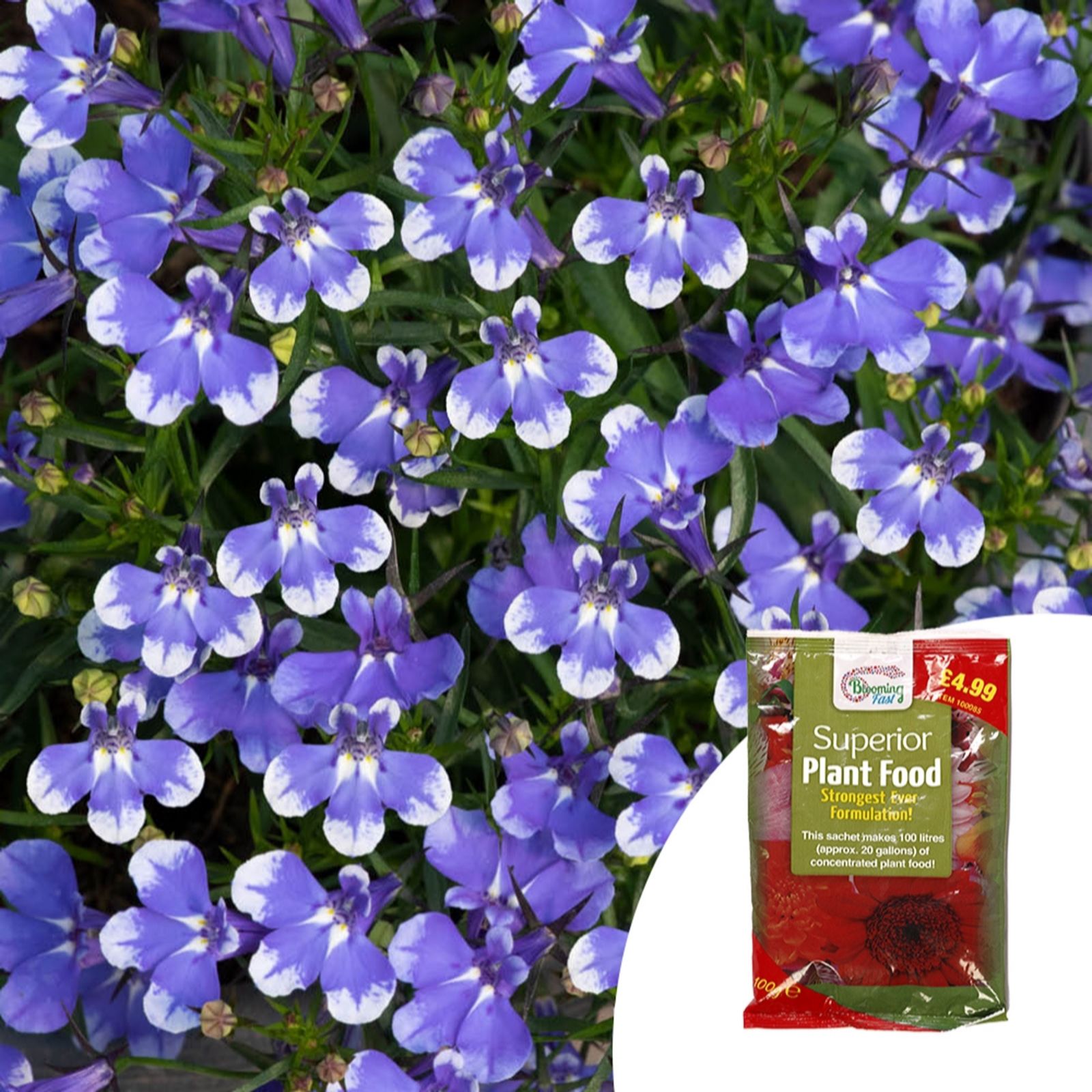 YouGarden Lobelia Infinity Blue Sparkle Plug Plants x12 & 100g Fertiliser