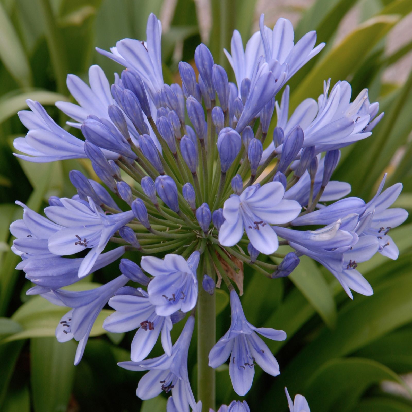 de Jager Amazing Agapanthus x 5