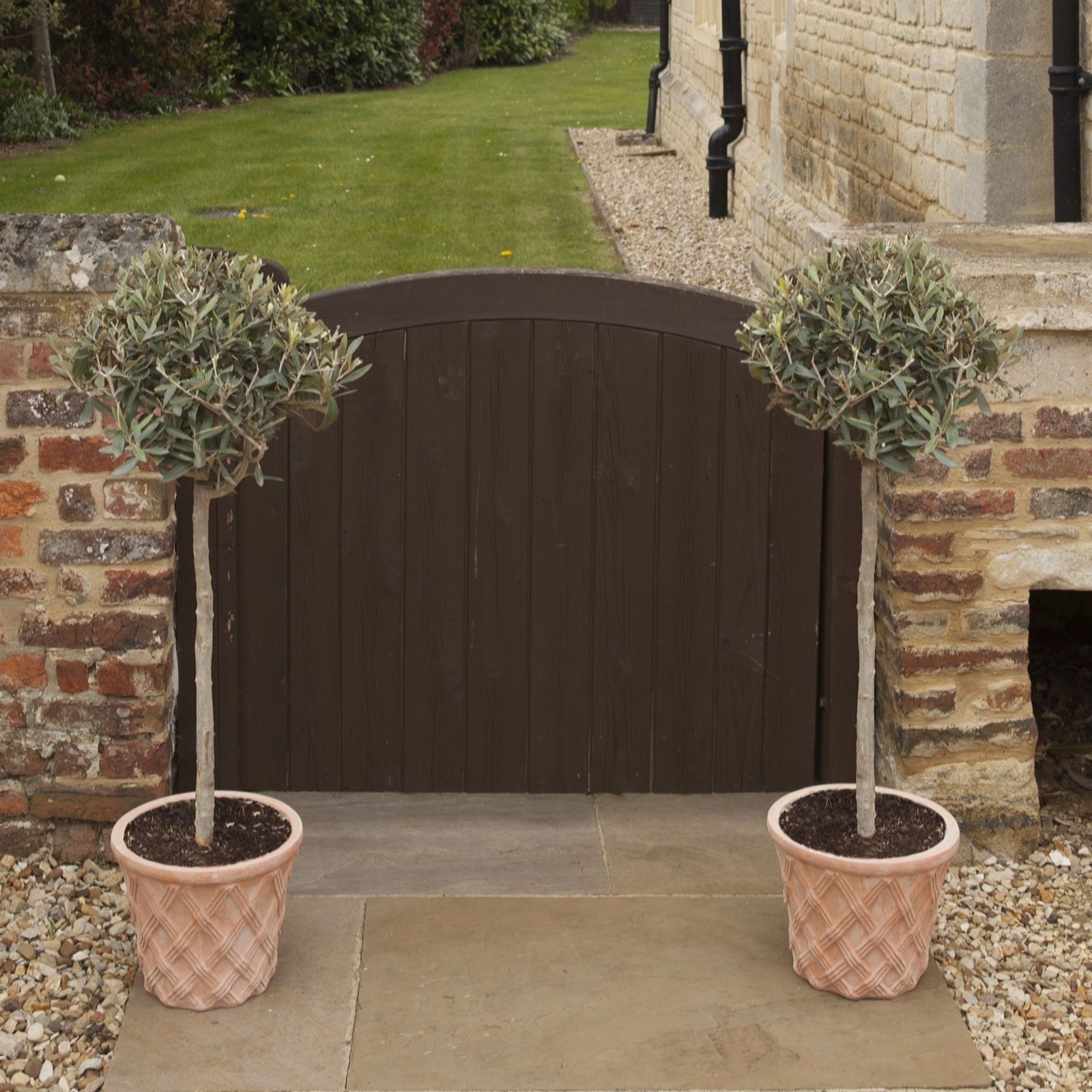 YouGarden Pair of Patio Standard Olive Trees in 18cm pots