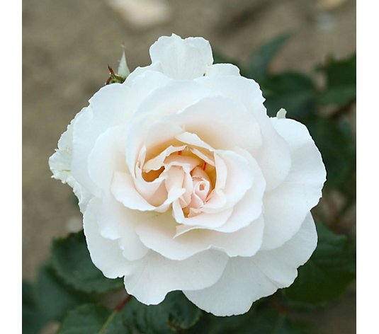 Harkness Roses Rose Margaret Merrill Bare Root x 1