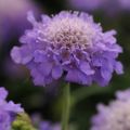 Richard Jackson`s Nursery Fresh Perennial Scabious 5 x 6cm Garden Ready Plants